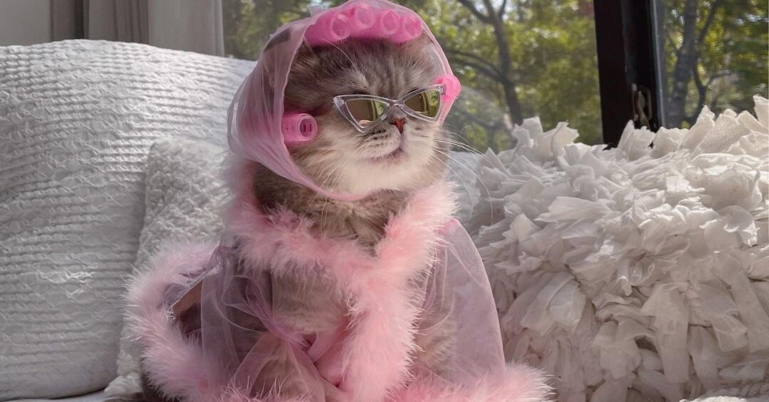 Из кота в инфлюенсеры: как это работает