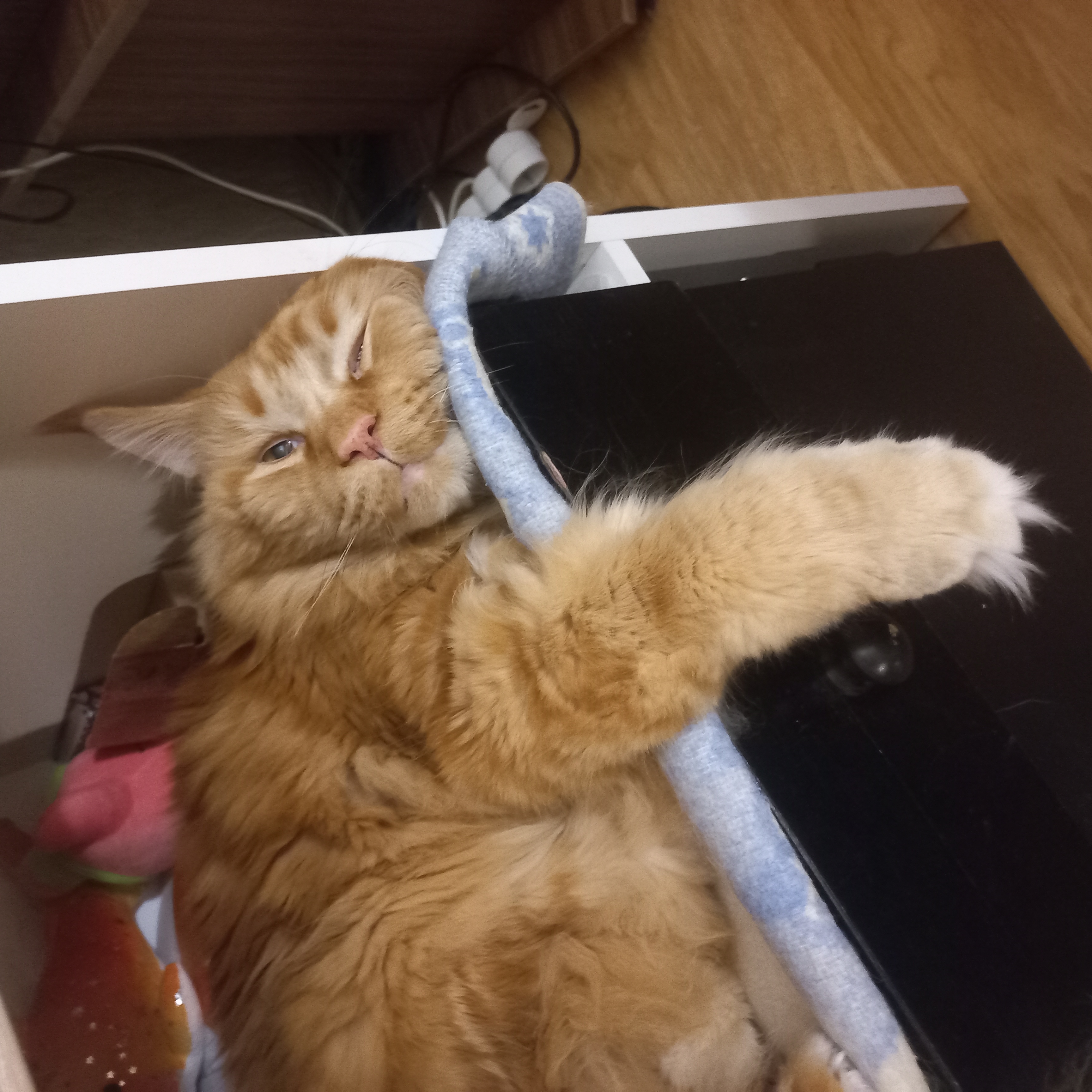 Фото питомца: кот Кензик отдыхает