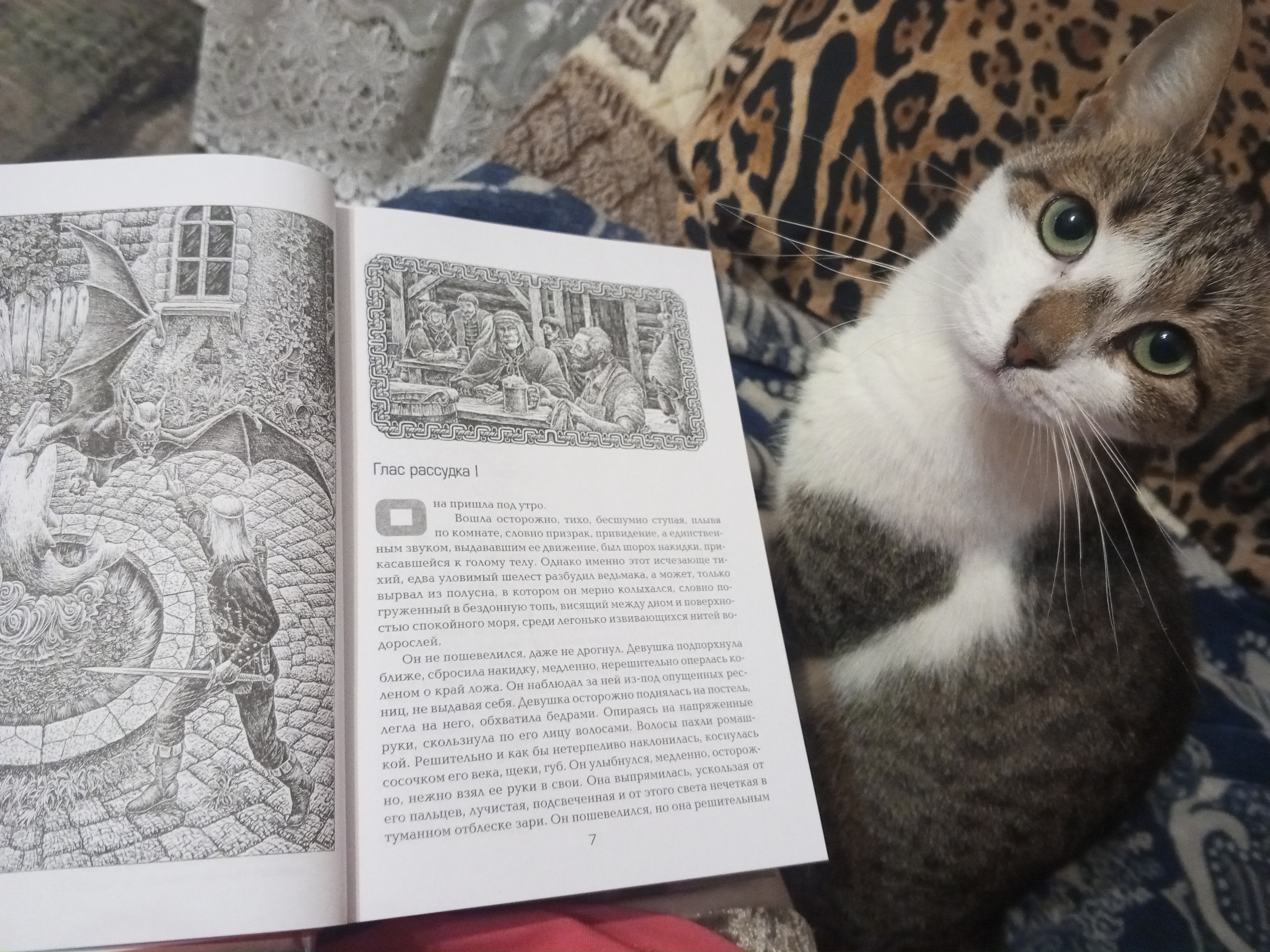 Фото питомцев: Низа и Кафедра разделяют мою любовь к книге «Ведьмак»