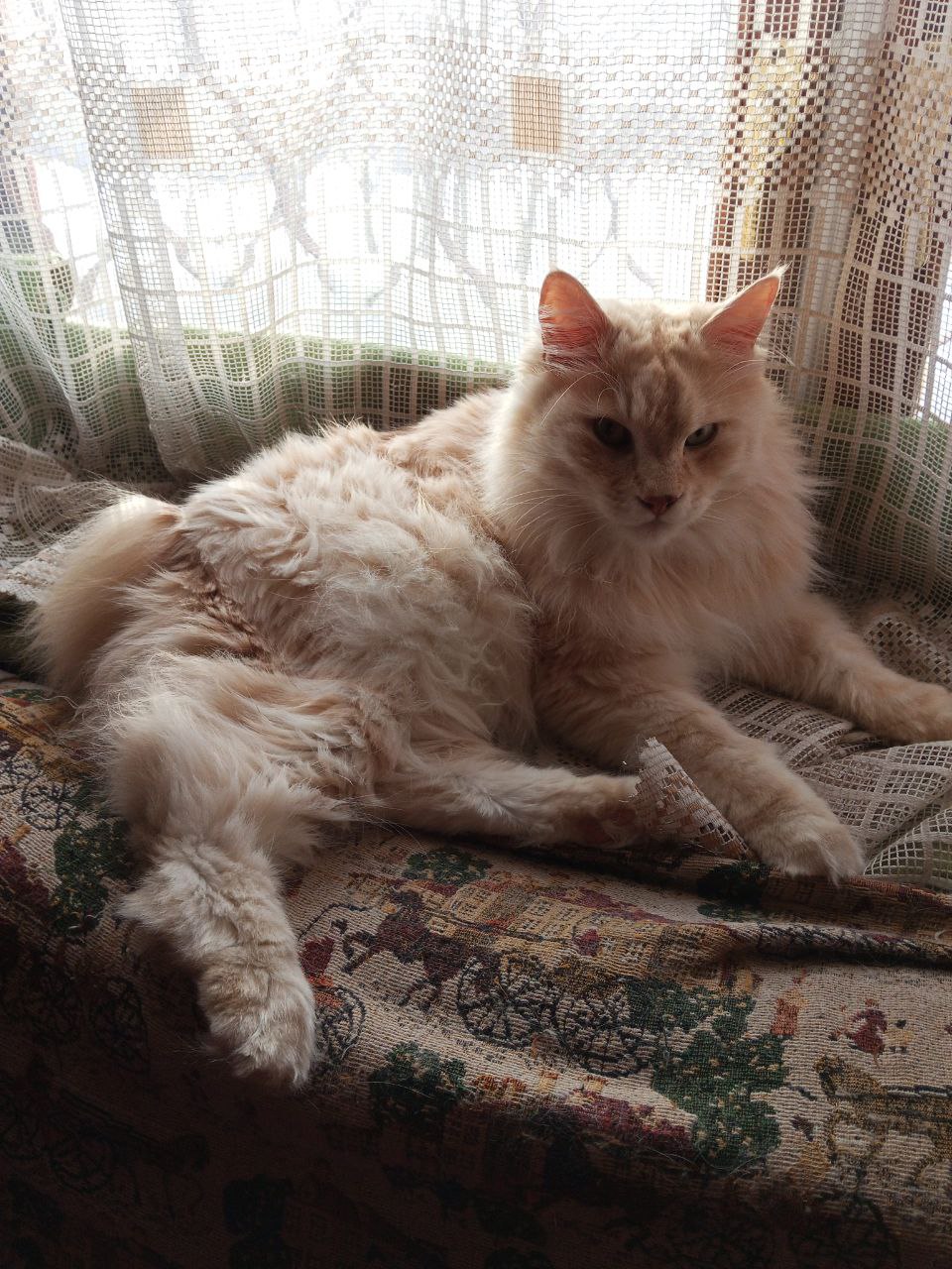 Фото питомцев: курильские бобтейлы Барон и Батон устроились на любимых местах