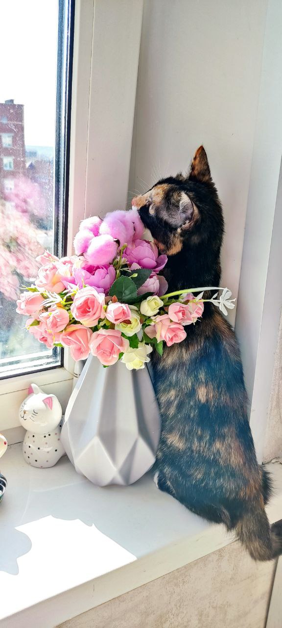 Фото питомца: кошка Мява живет свою кошачью жизнь