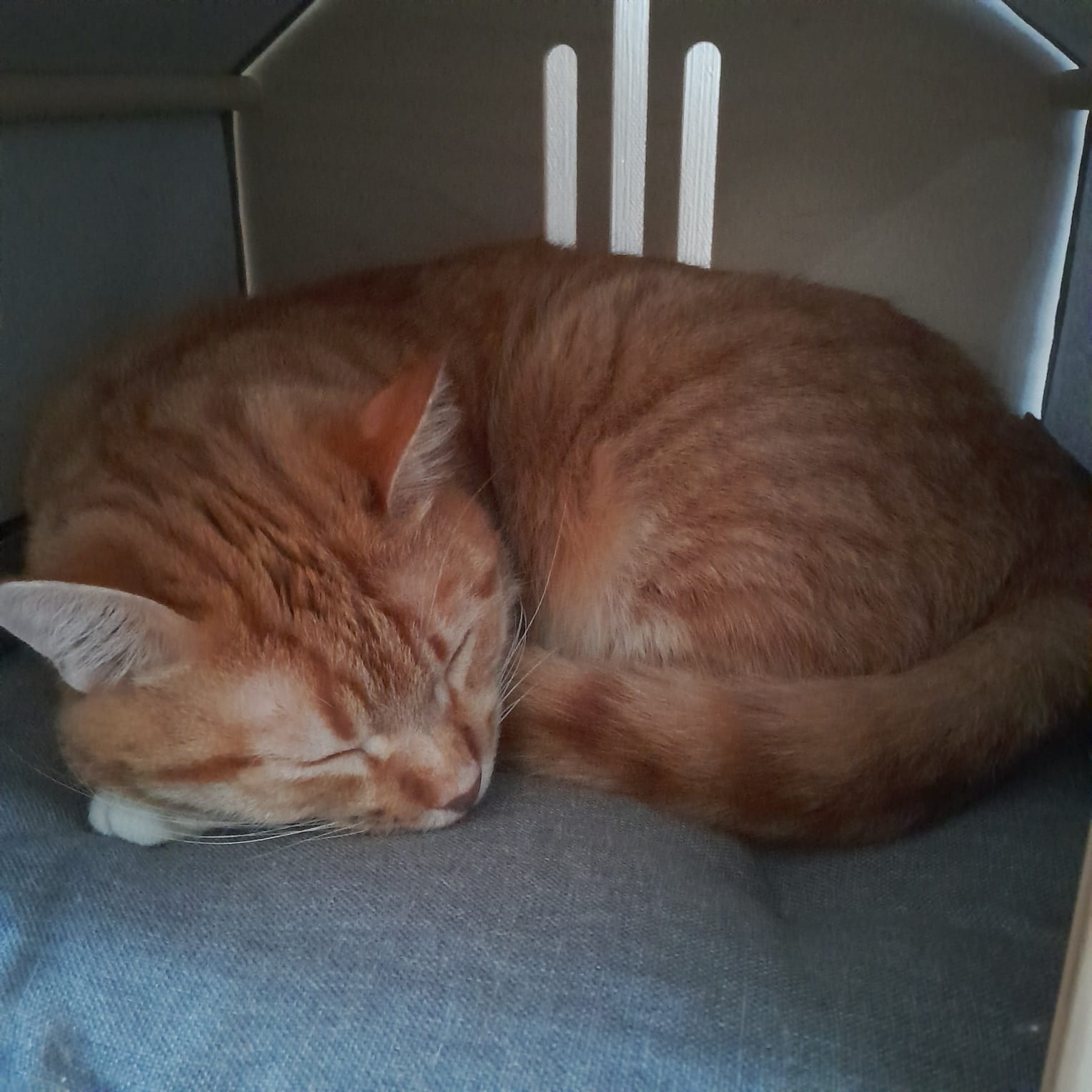 Как кот Дитрих проводит свой день