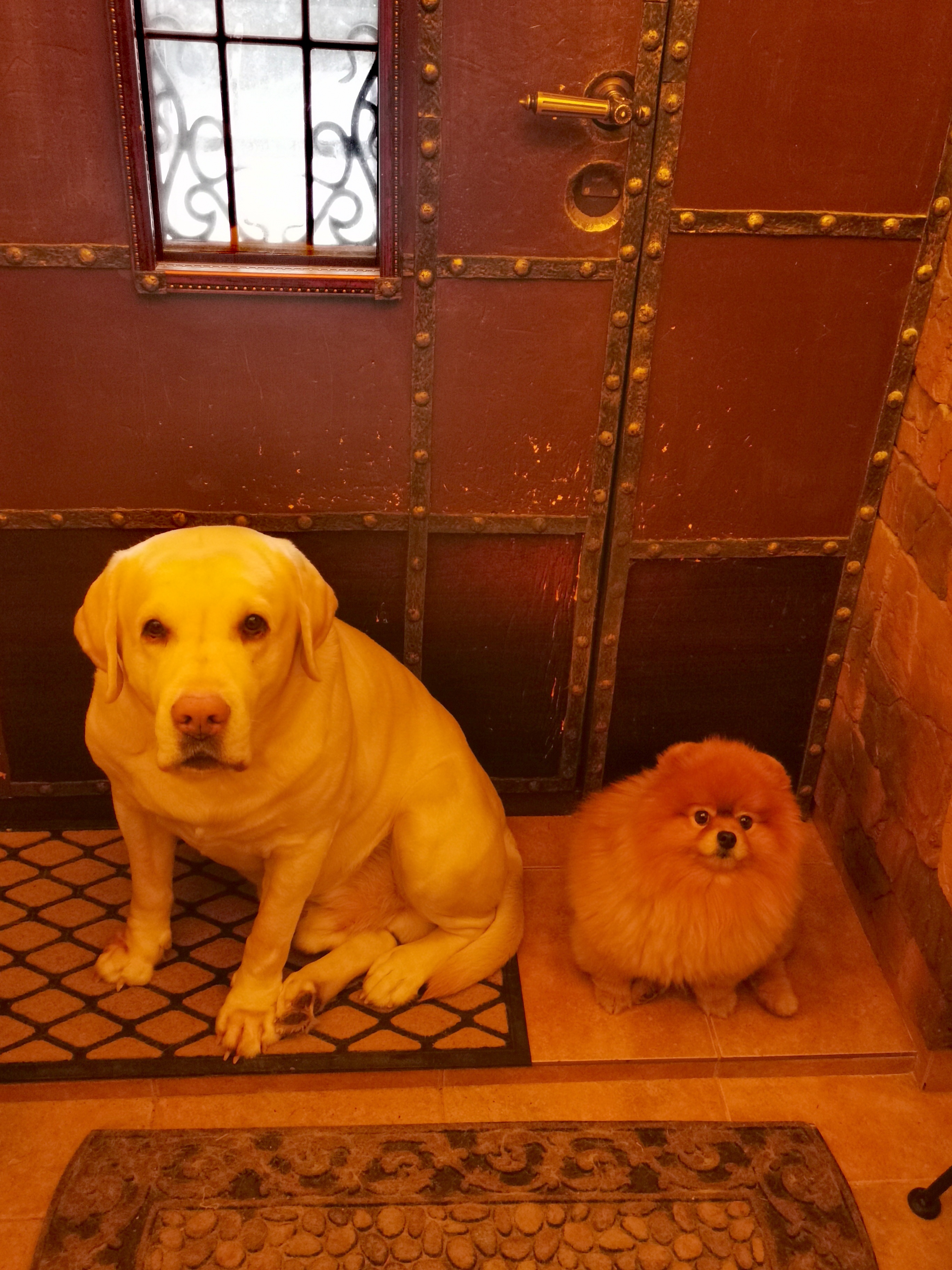 Фото питомцев: лабрадор Фидель и шпиц Марсель проводят время вместе