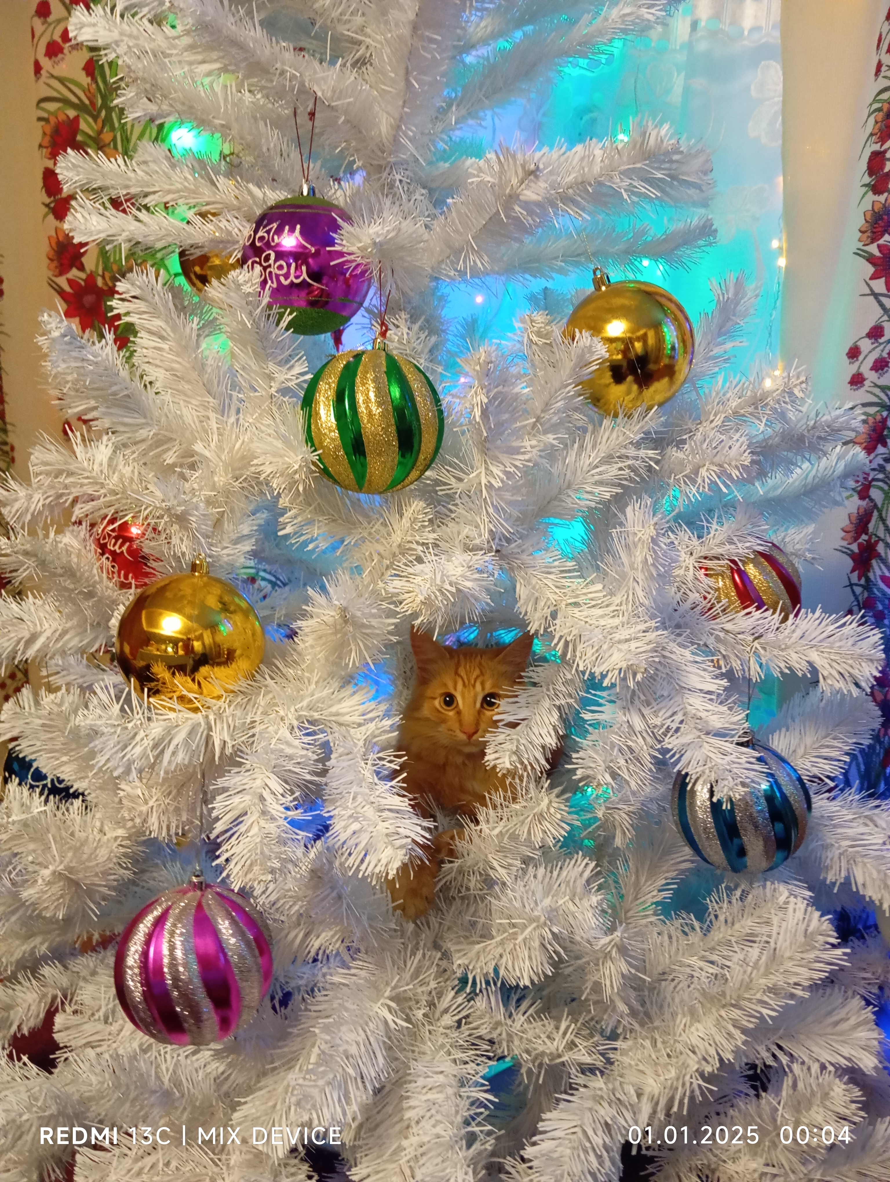 Фото питомца: кот спрятался в елке