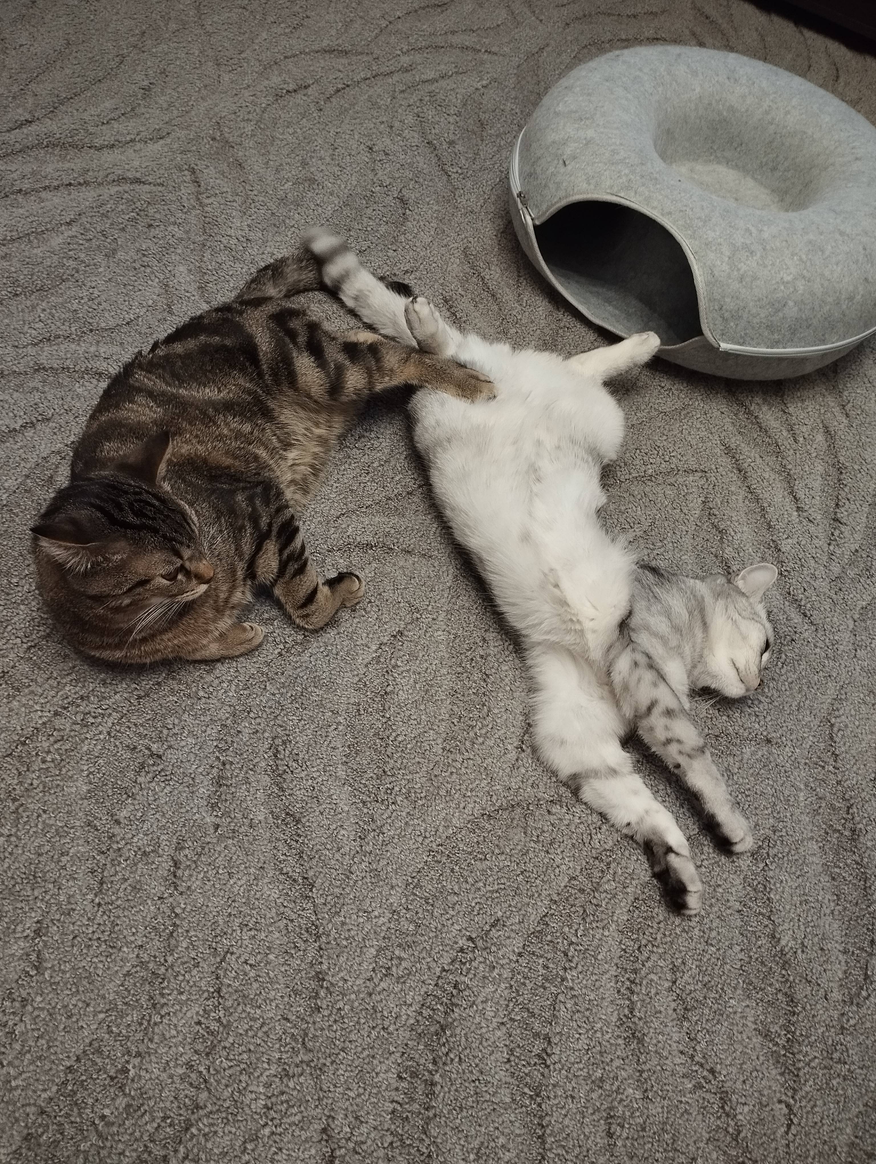 Фото питомцев: коты Марс и Яша — неразлучные друзья