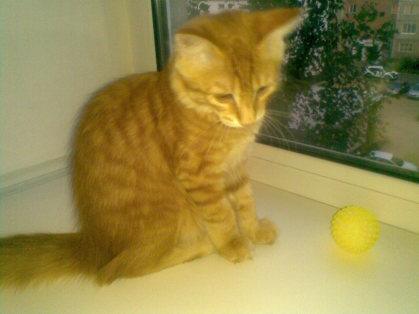 До и после: кошка Маечка в детстве и спустя 7 лет