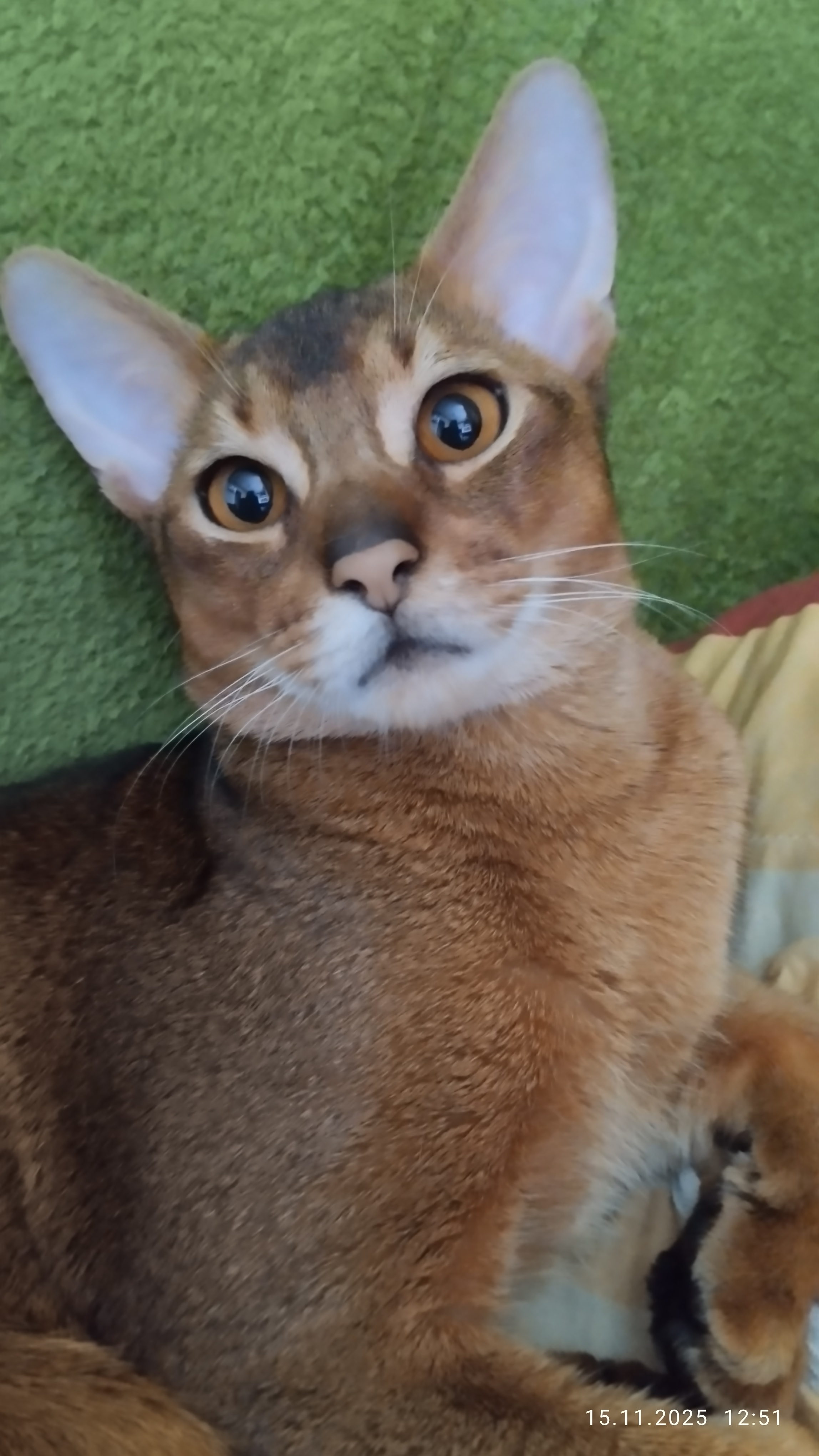 Фото питомца: кот Моня