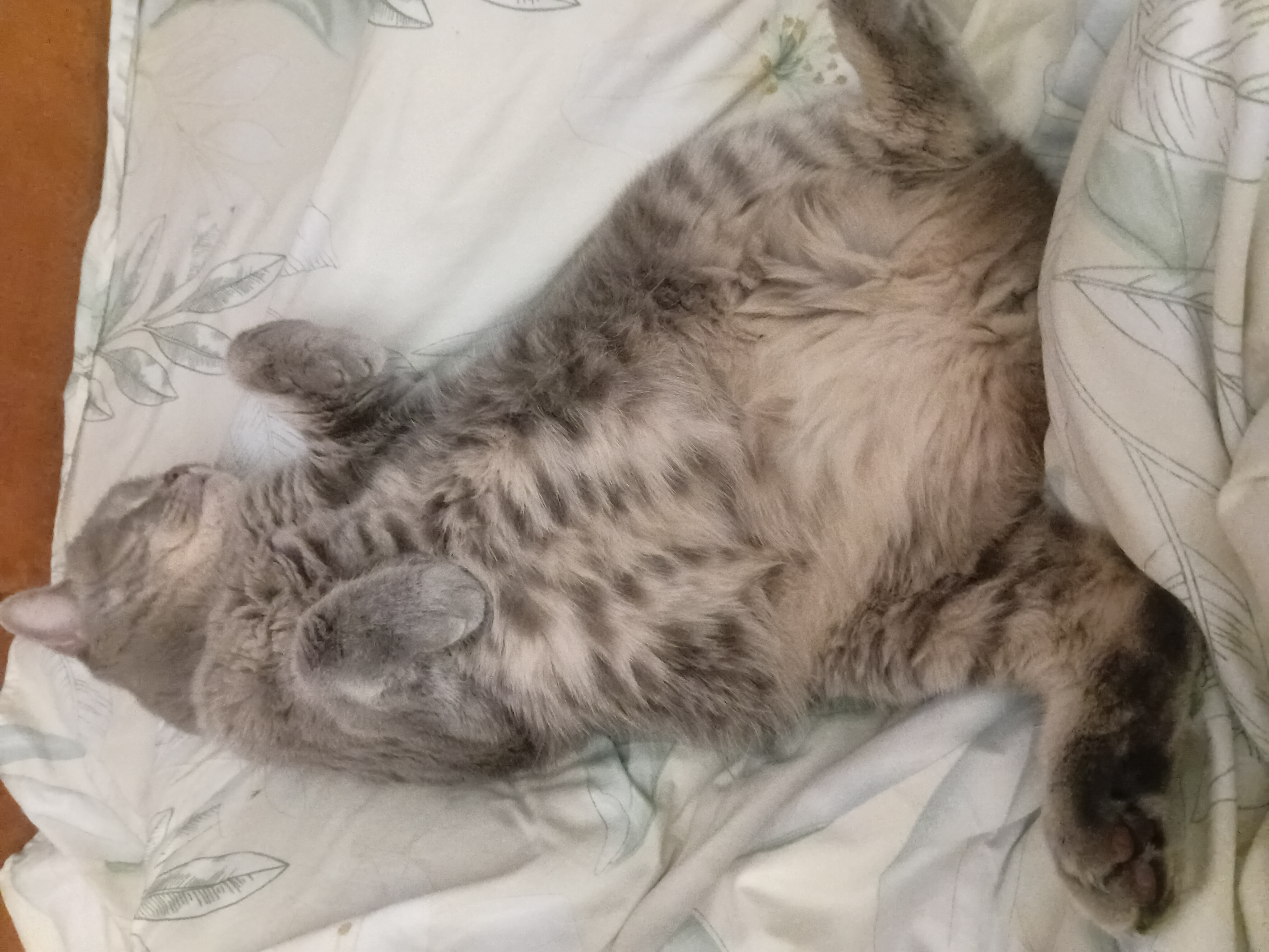 Фото питомца: кошка Бася балдеет