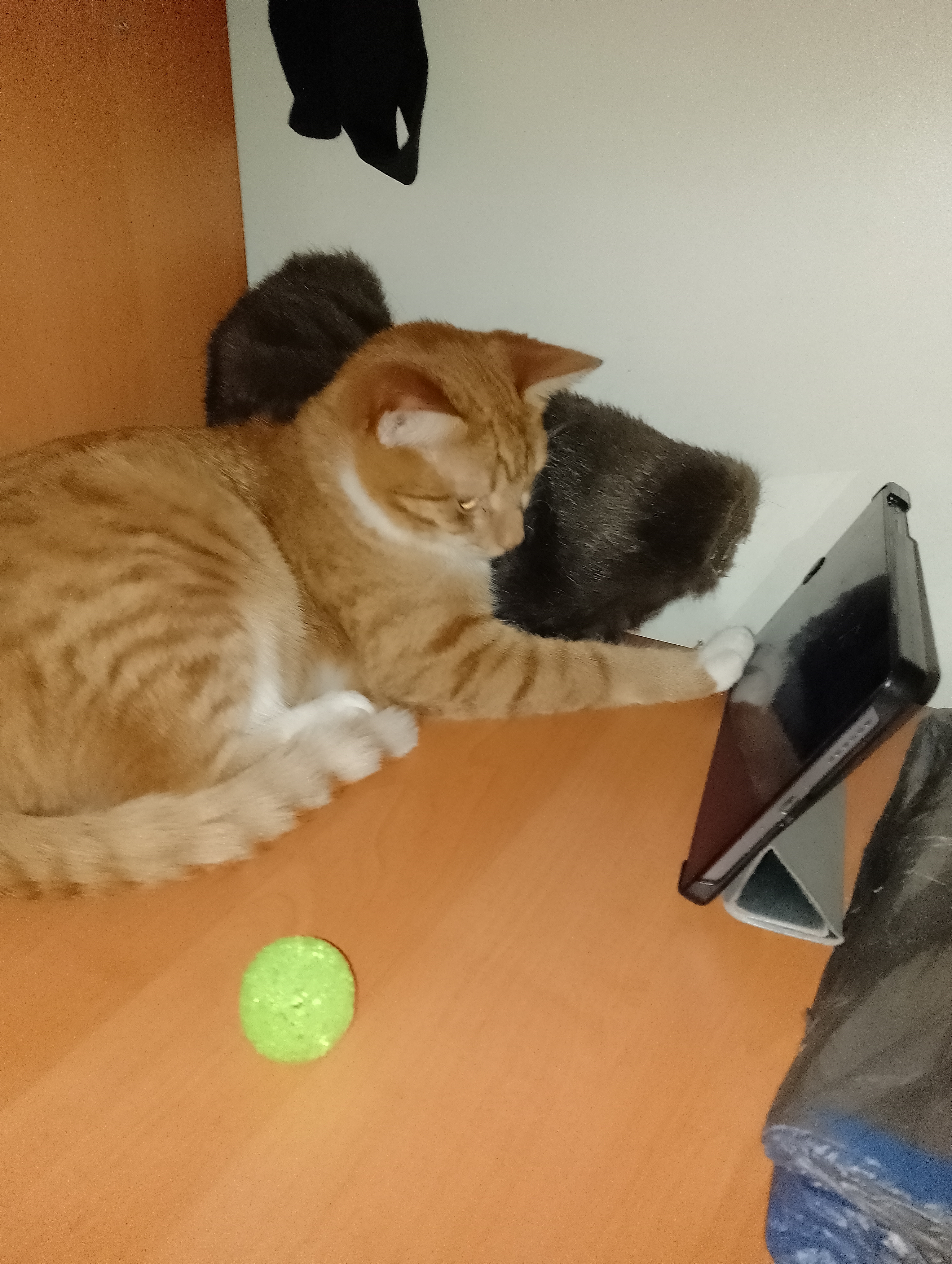 Фото питомца: кот Пивасик играет с планшетом