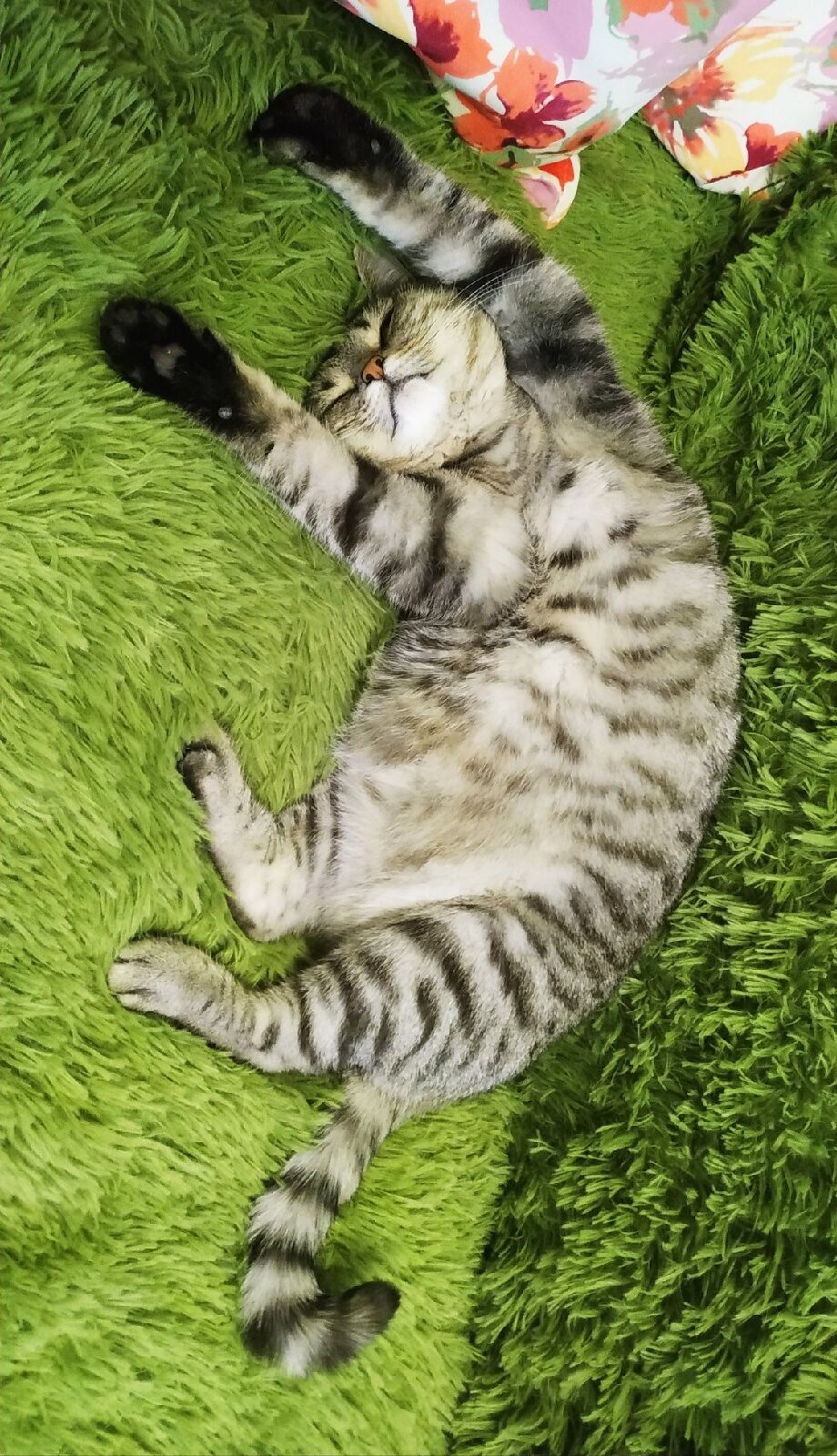 Фото питомца: свято место пусто не бывает