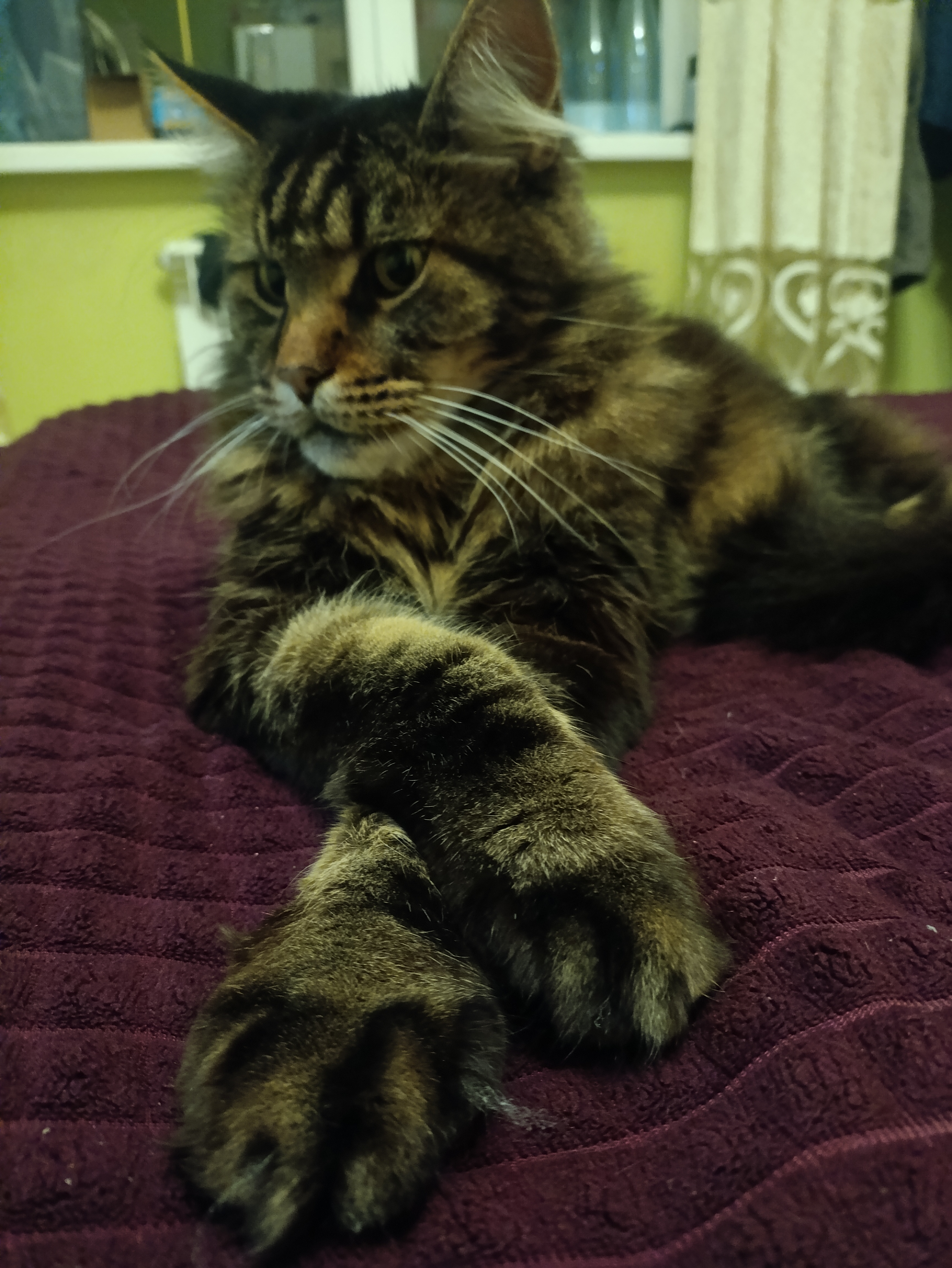 Фото питомца: нагломордус обыкновенникус