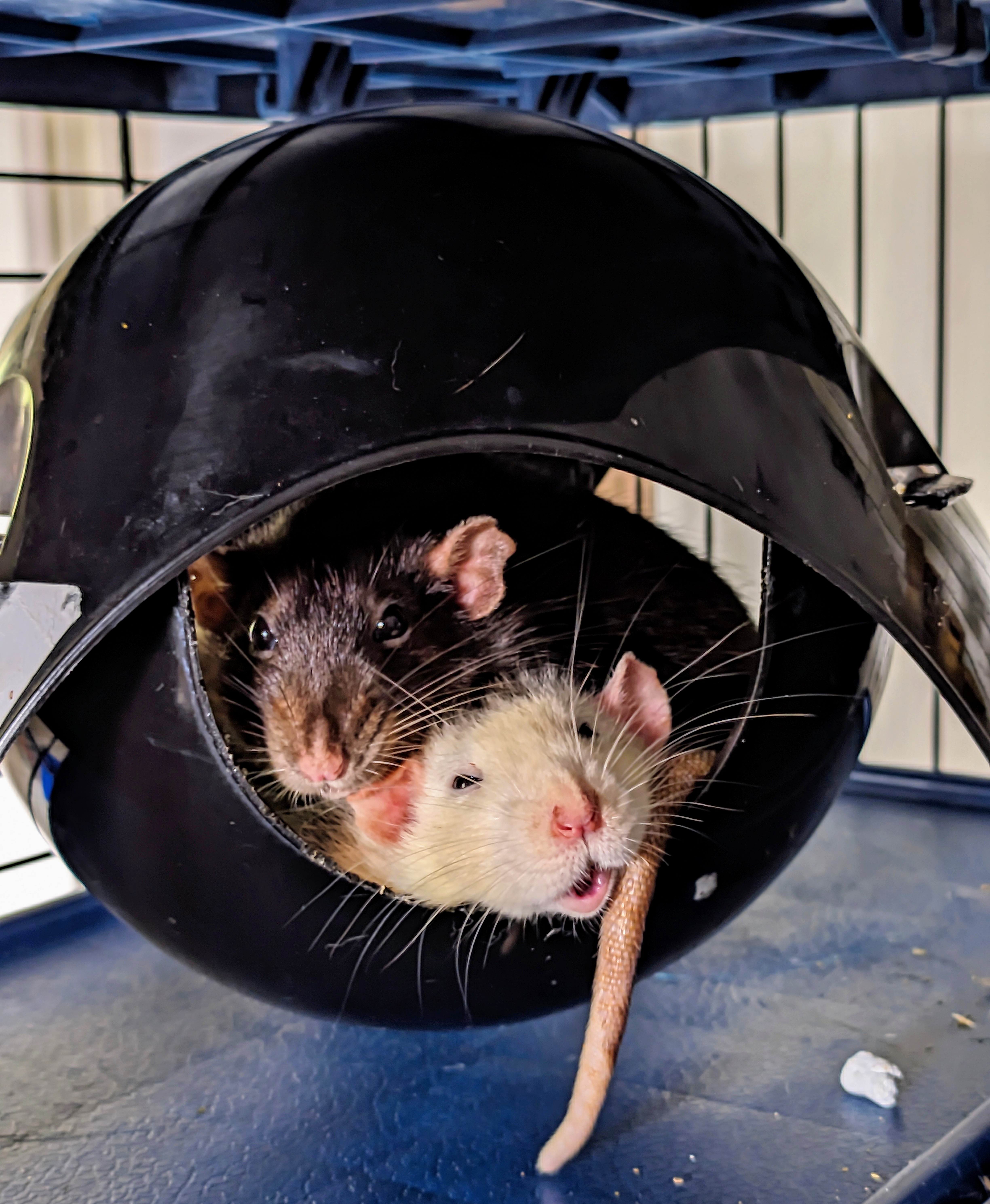 Фото питомцев: крысы Тельма и Луиза в доме-спутнике