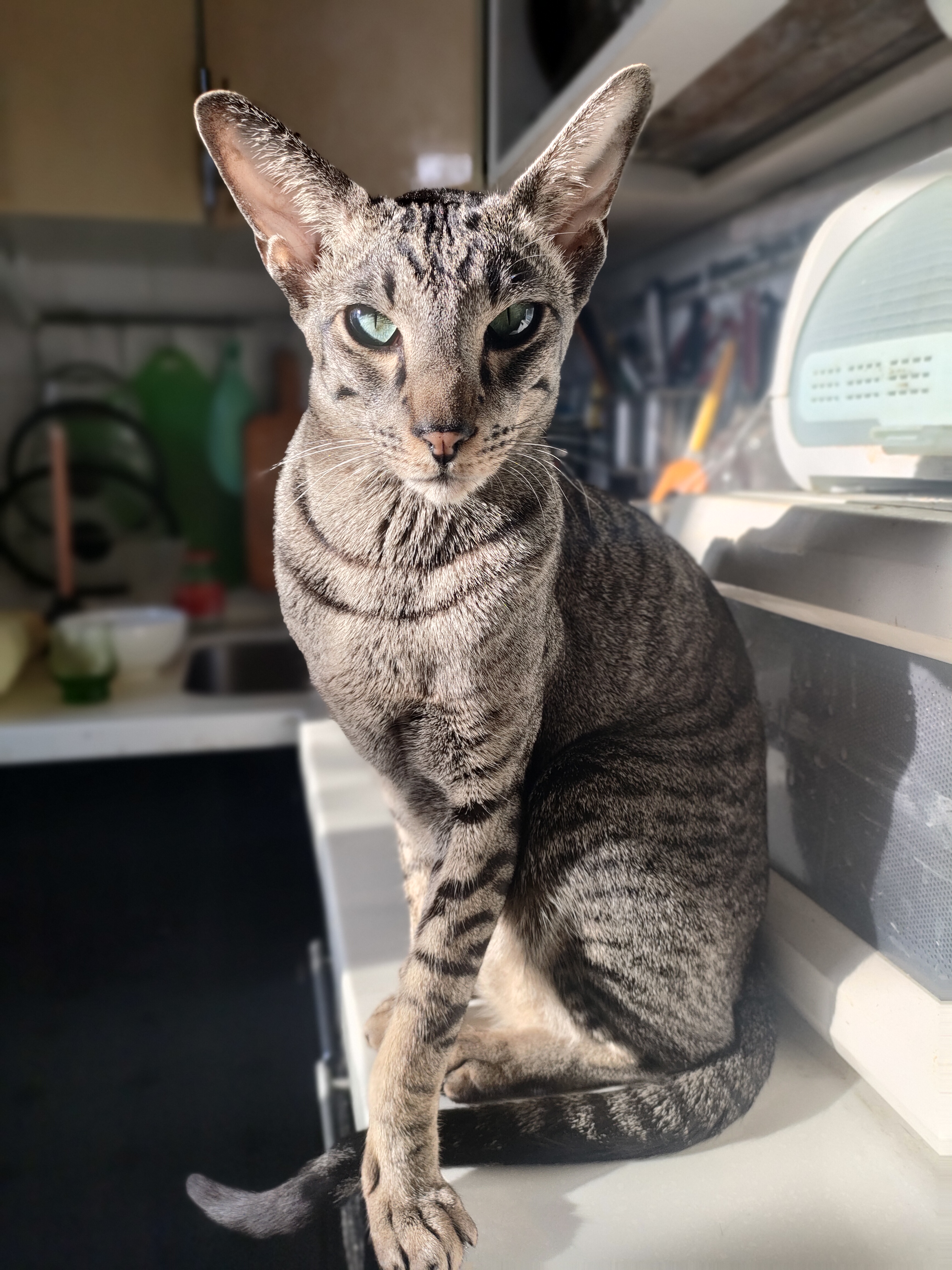 Фото питомца: ориентал Ричард сидит на кухне