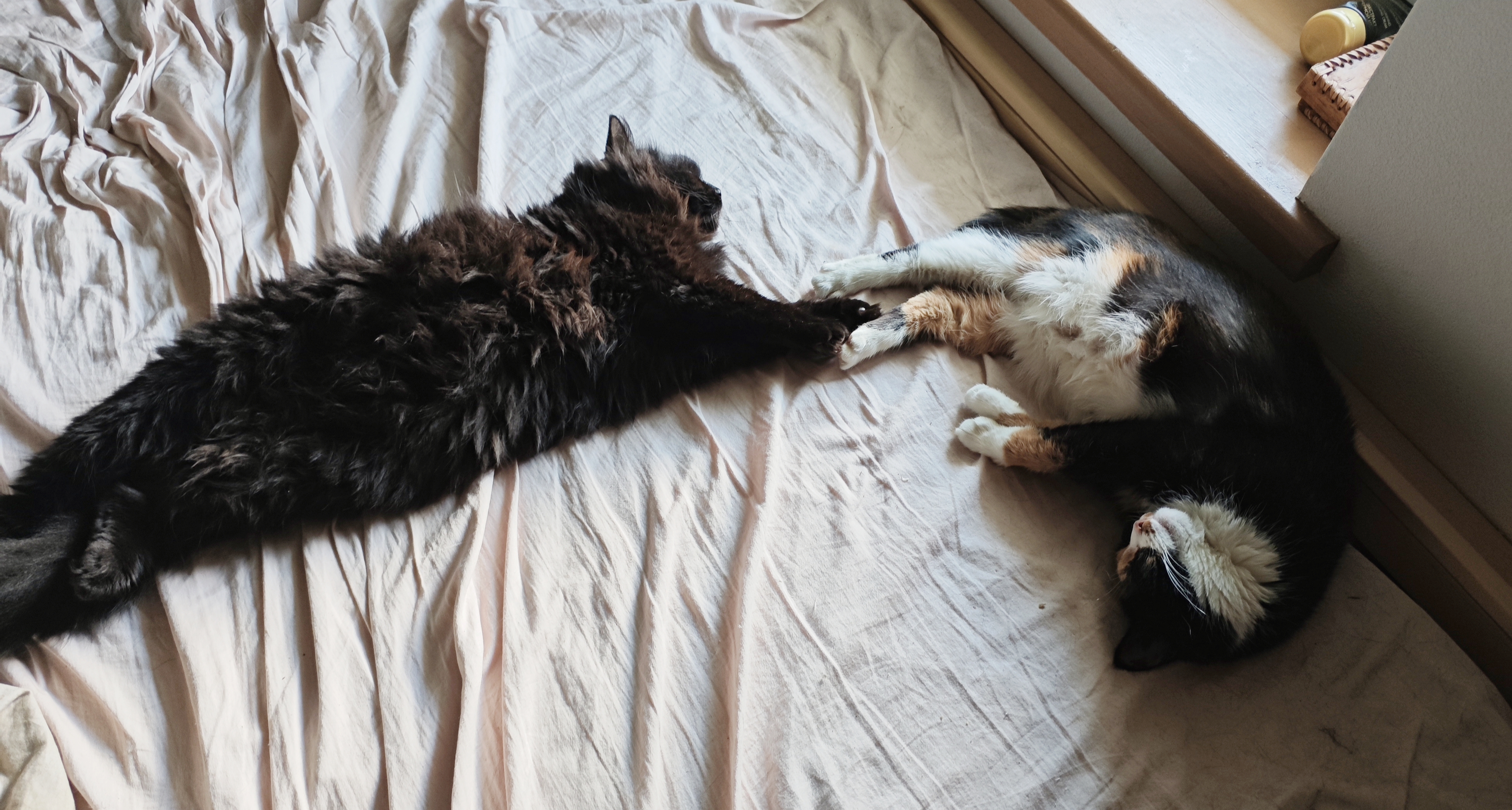 Фото питомцев: кошки Дуся и Кришна сладко спят