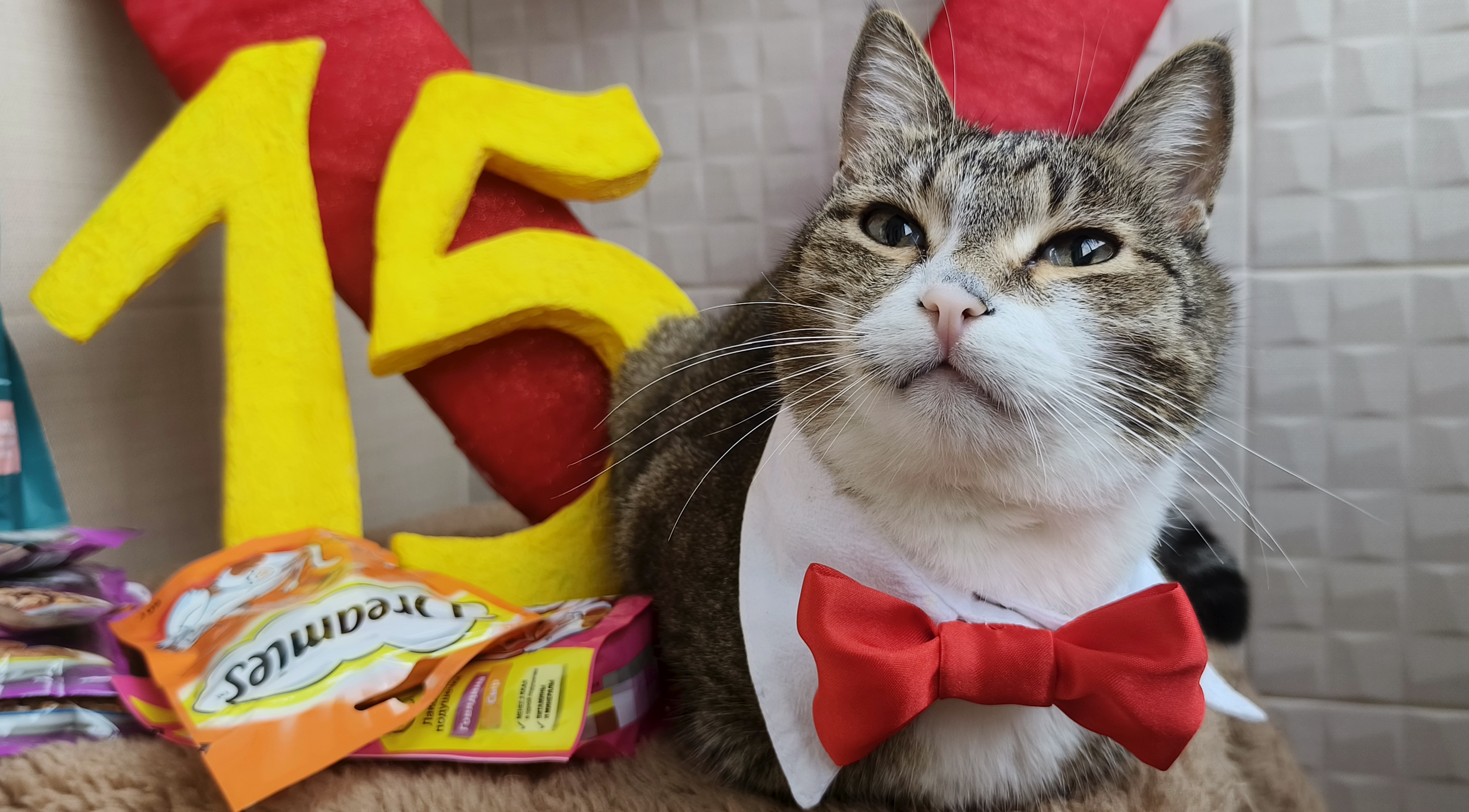 Фото питомца: кот Коржик отмечает юбилей