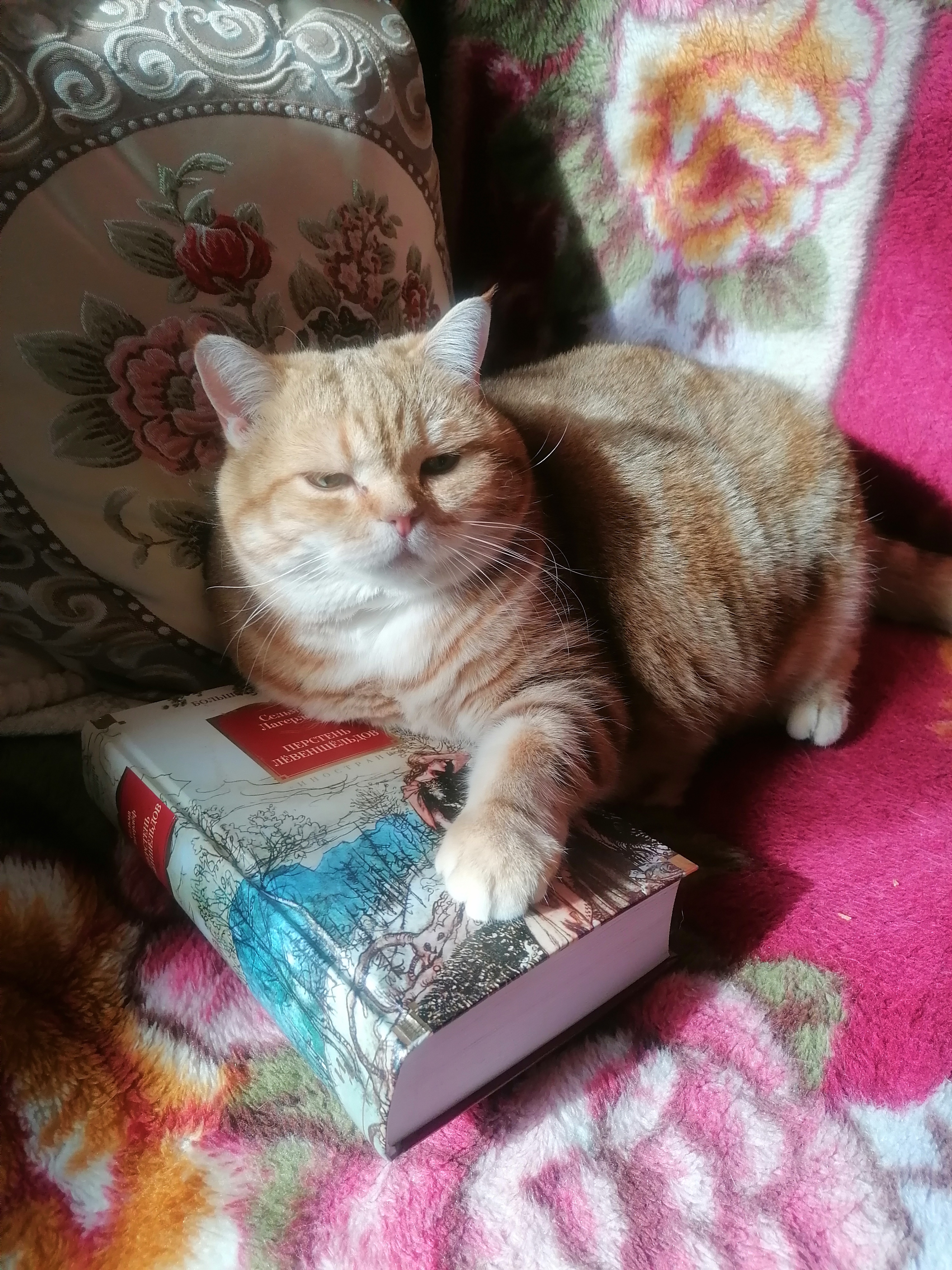 Фото питомца: кошка Шерри любит читать книги