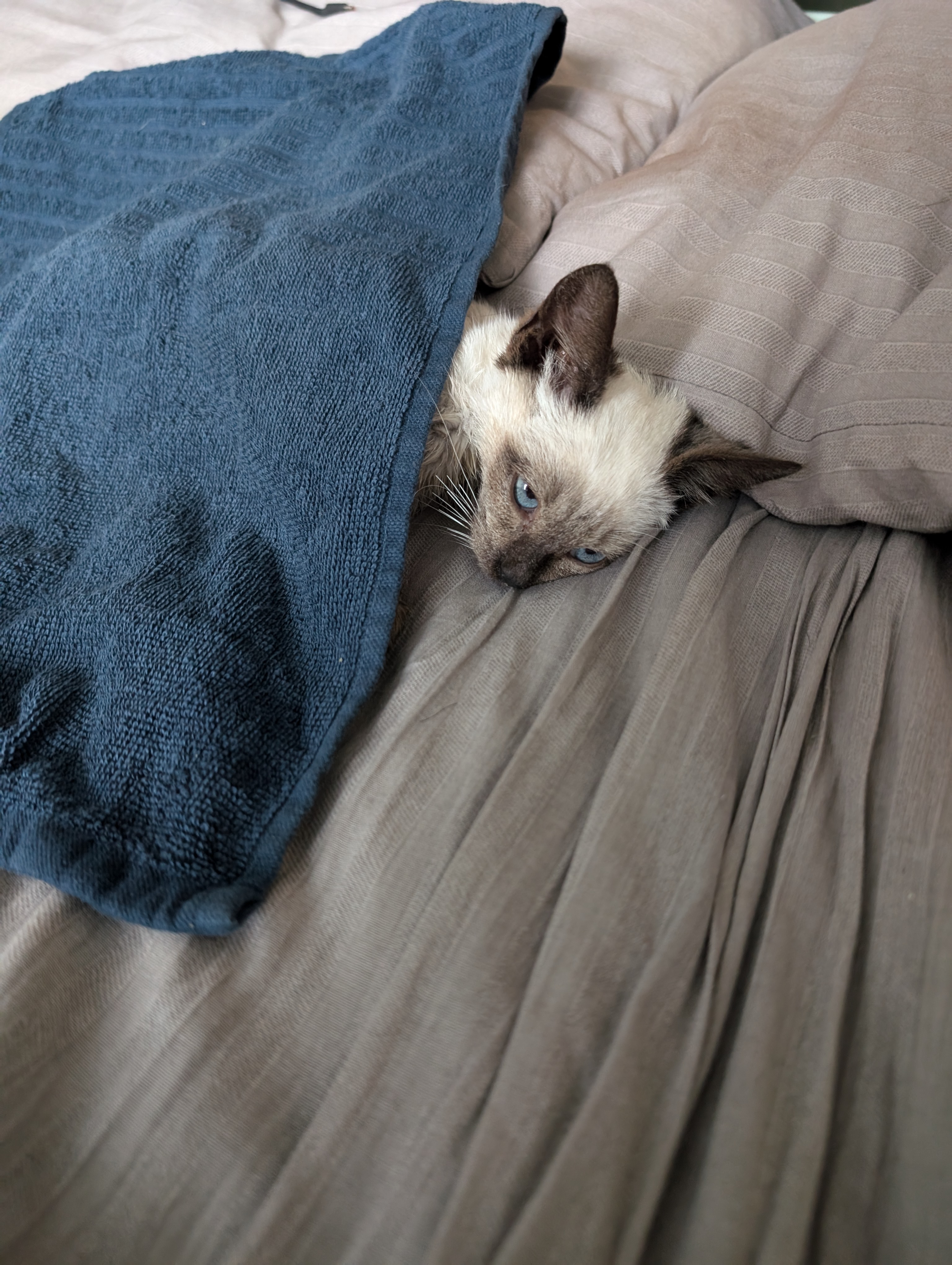 Я влюбилась с первого взгляда в тайского котенка Парфена, забрала его и вылечила от панлейкопении