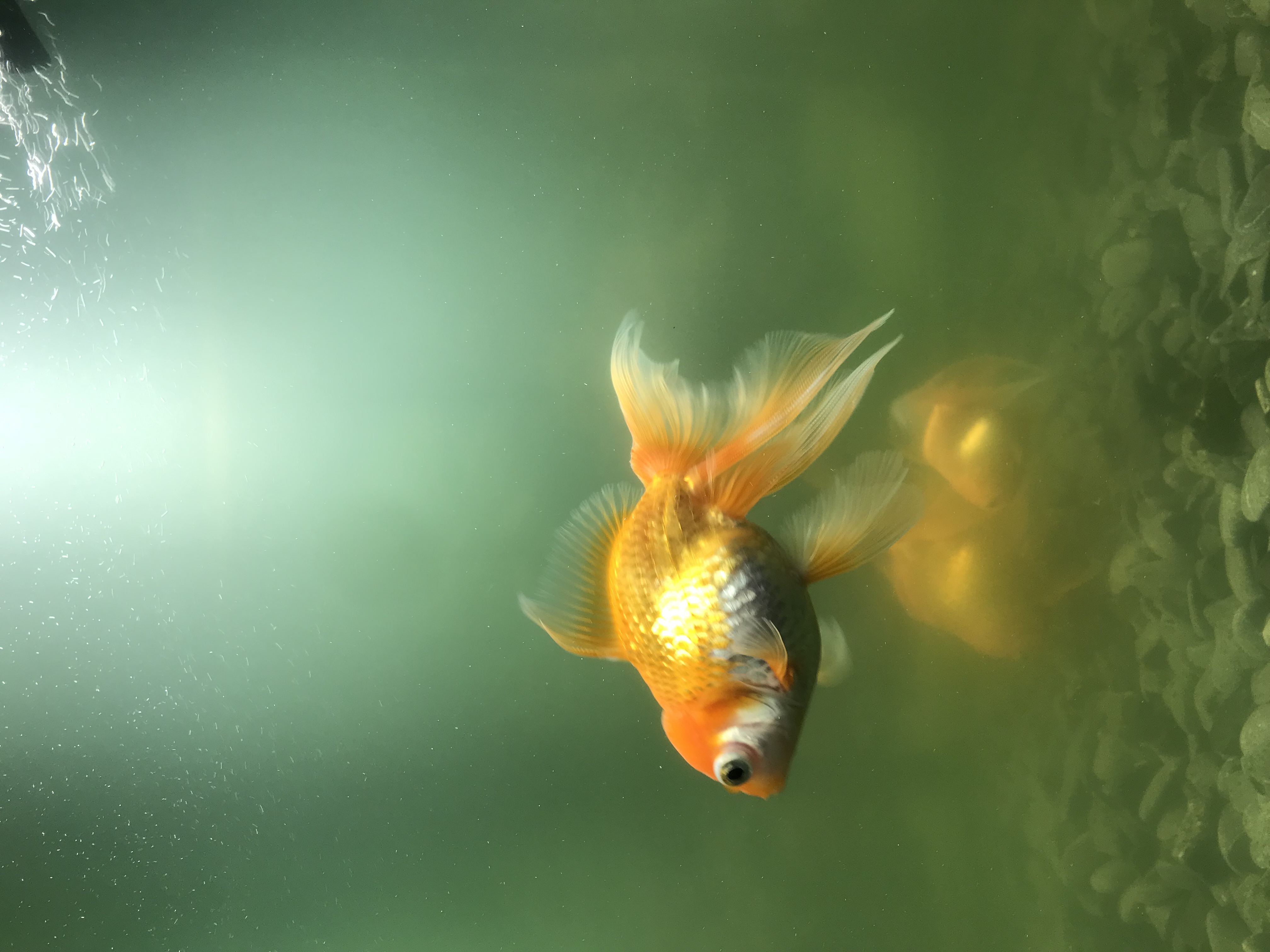 Подходит ли аквариум объемом 100 литров для трех золотых рыбок?