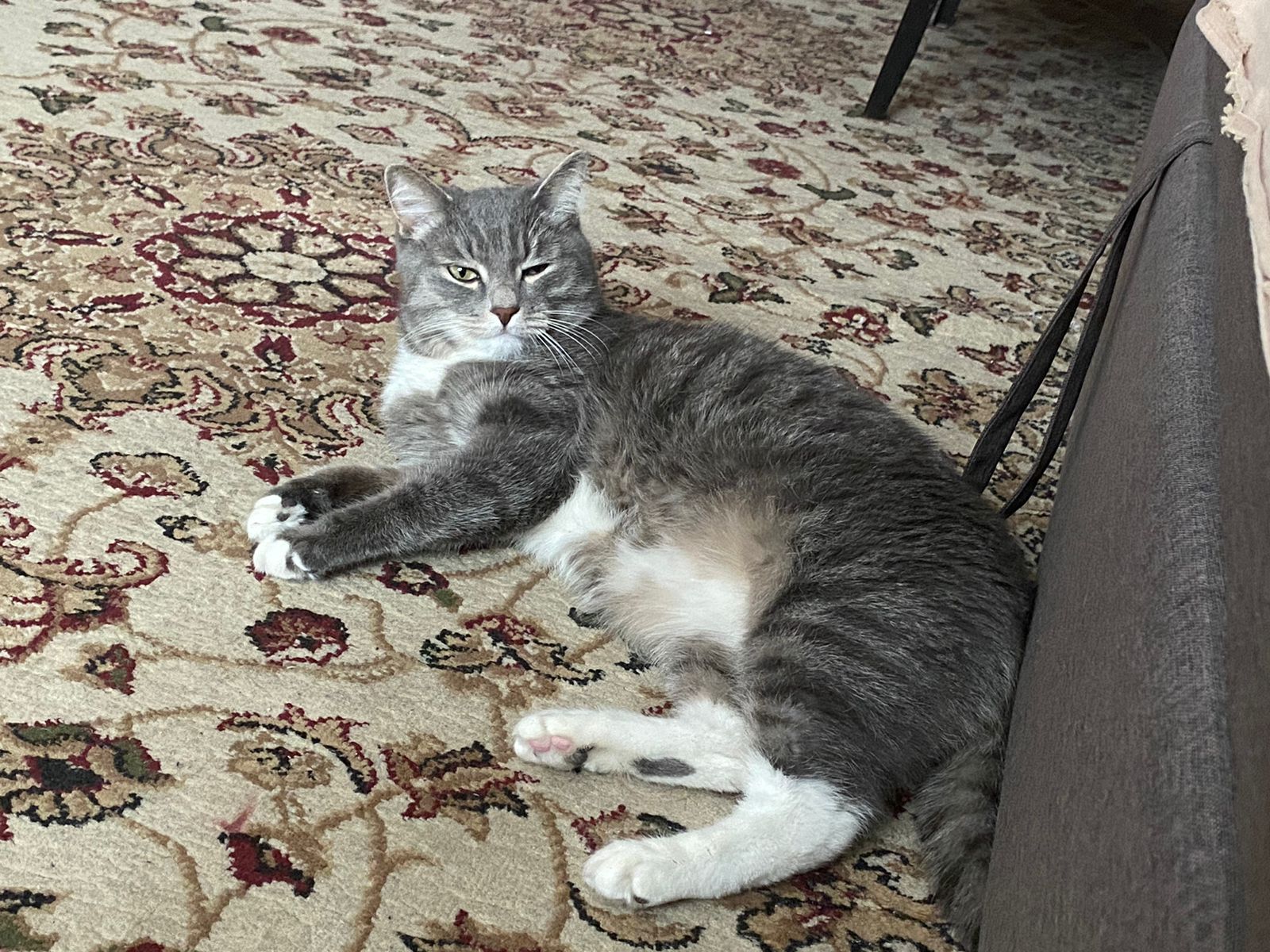 Фото питомца: кот Мурзик наигрался и спит