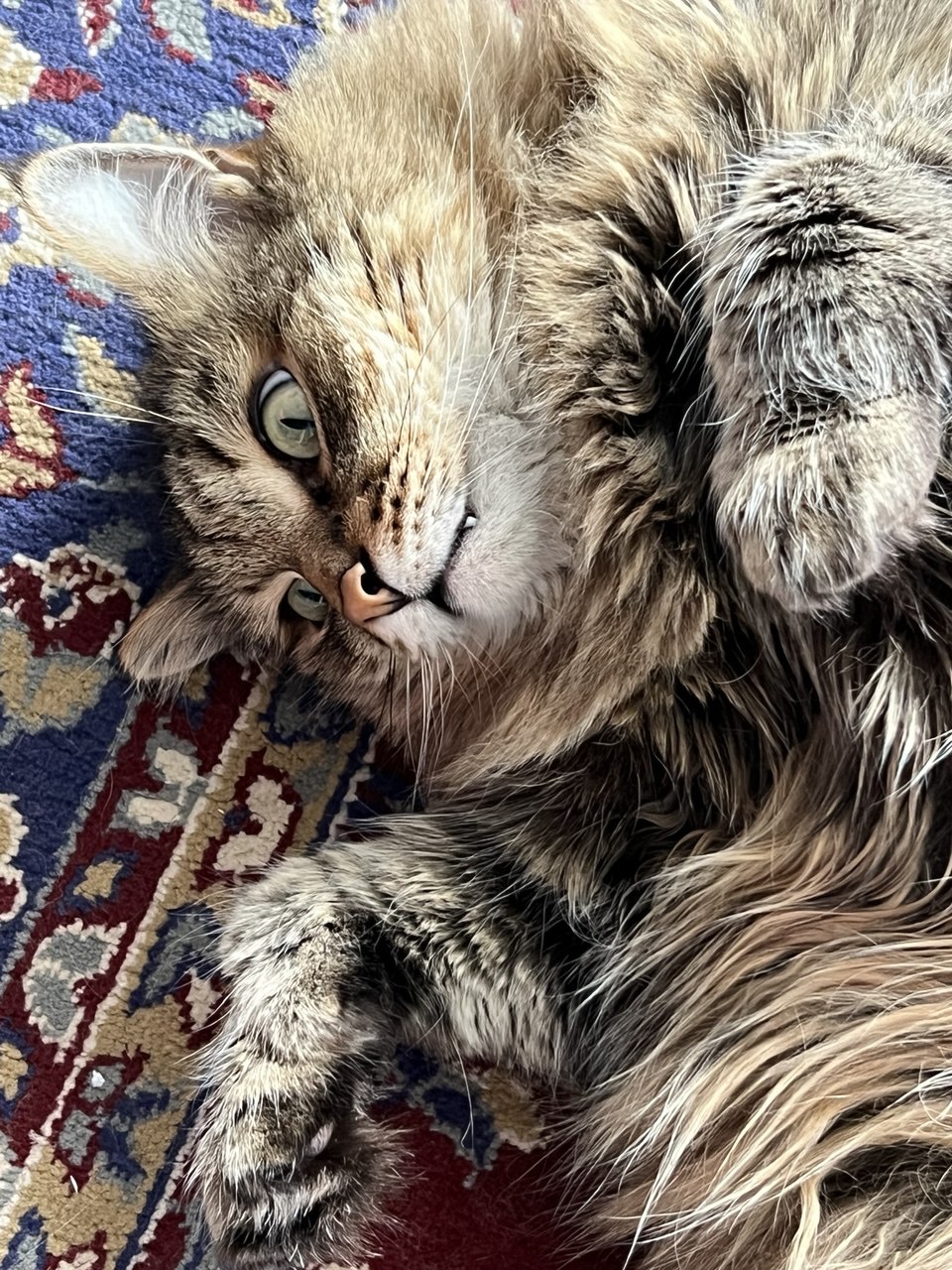 Фото питомца: кот Панчи — домашний Лабубу