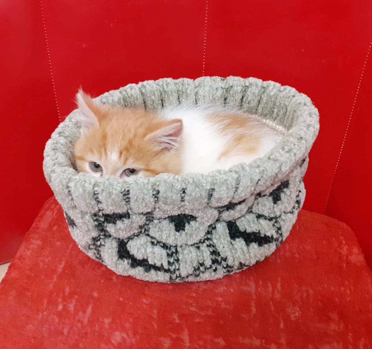 Фото питомца: кот Рыся прячется в шапке