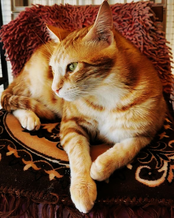 Фото питомца: рыжий кот — император всея квартиры