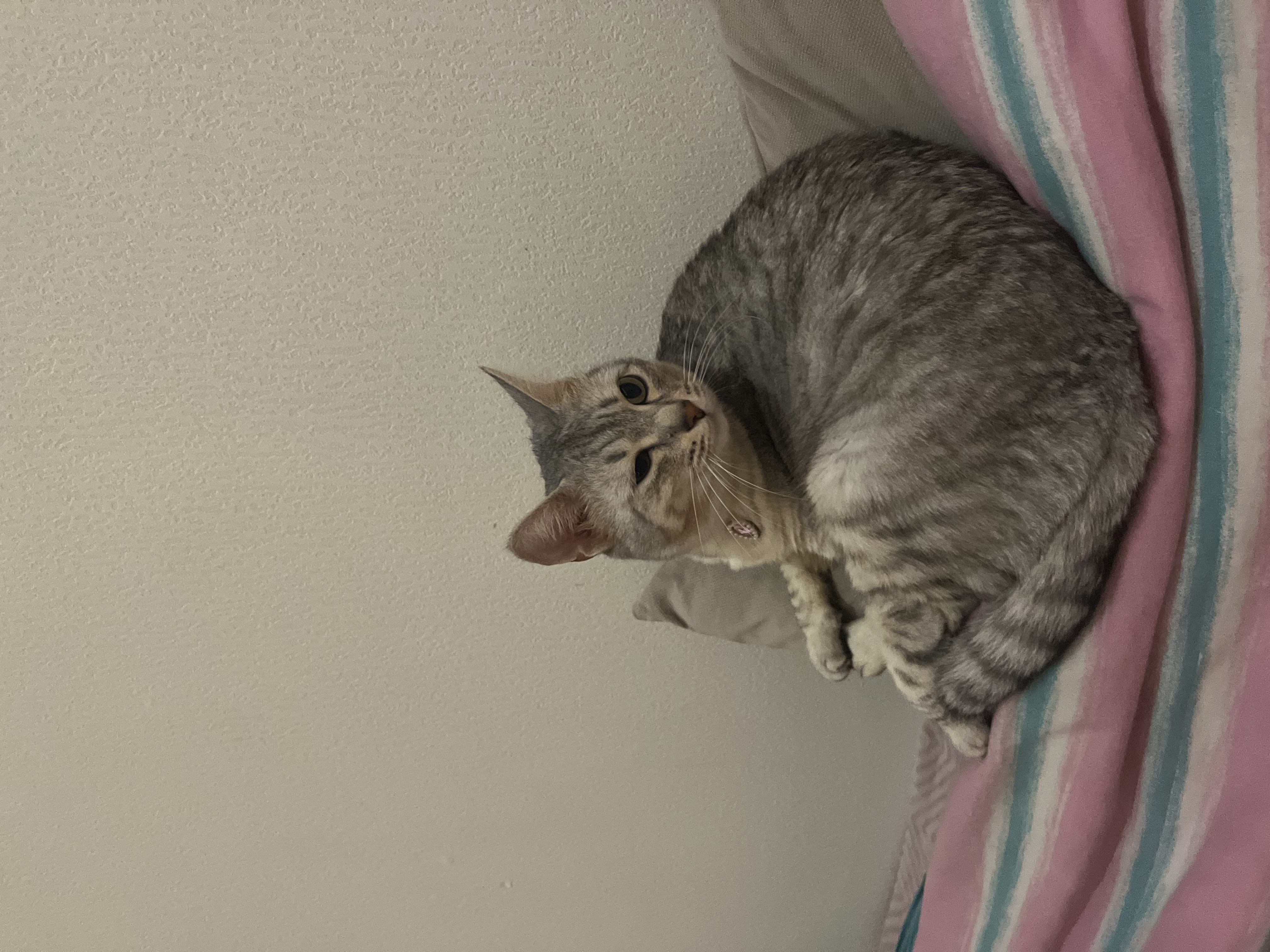 Фото питомца: кошка Бусильда любит кайфовать