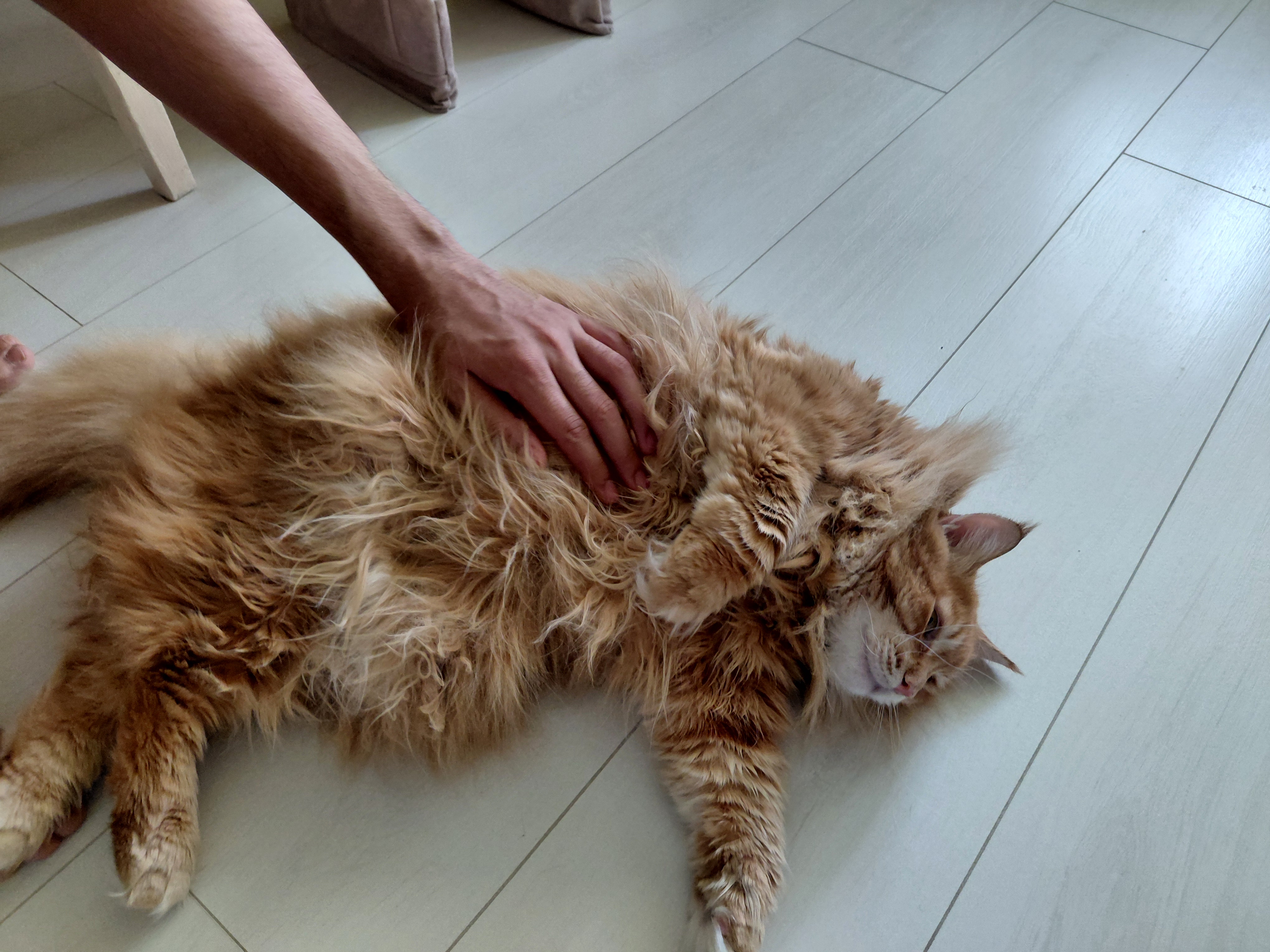 Фото питомца: кошка Маечка любит, когда ее гладят по животику