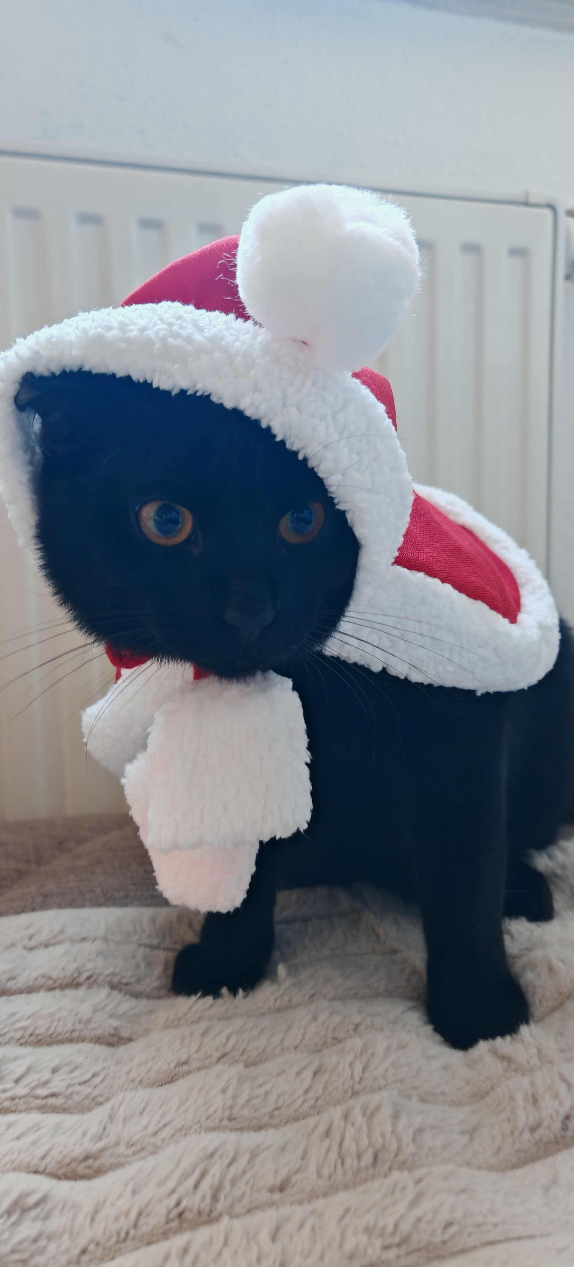 Фото питомца: кот Пряник в ожидании Нового года