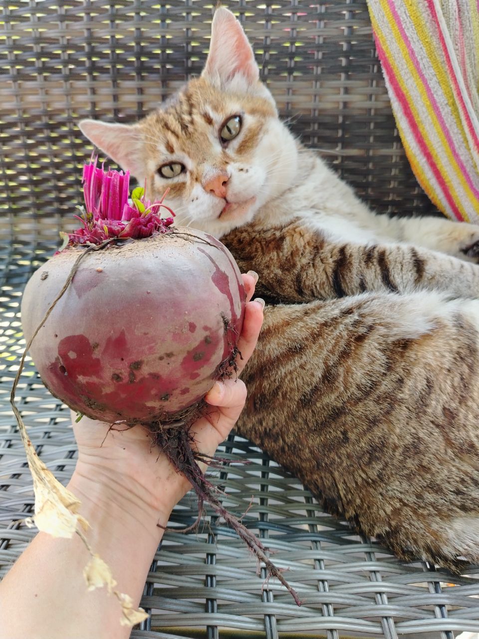 Фото питомца: кот Рысик интересуется свеклой