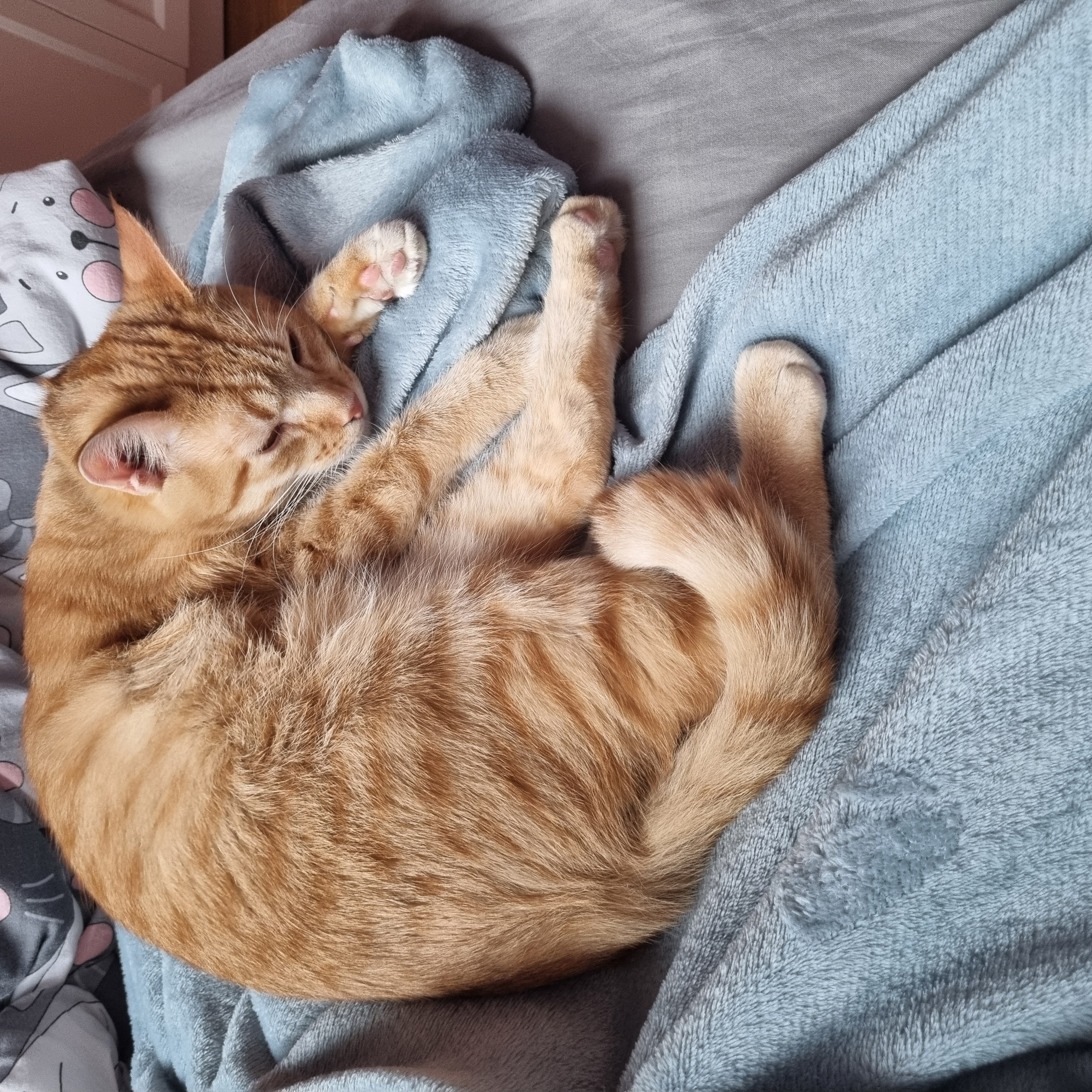 Дитрих и корм: от любви до ненависти одна банка