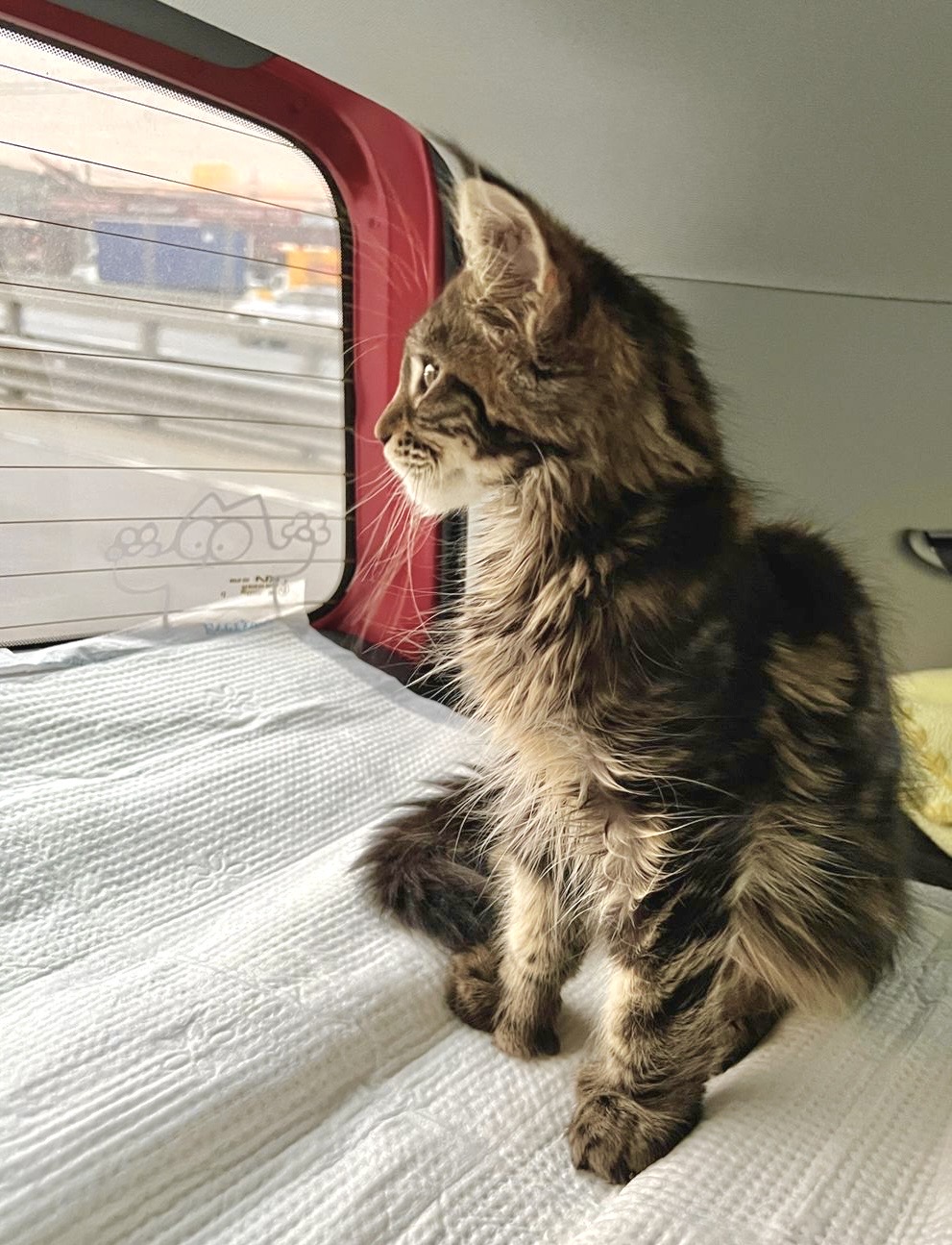 Фото питомца: кот Кузьма Алексеевич едет в новый дом