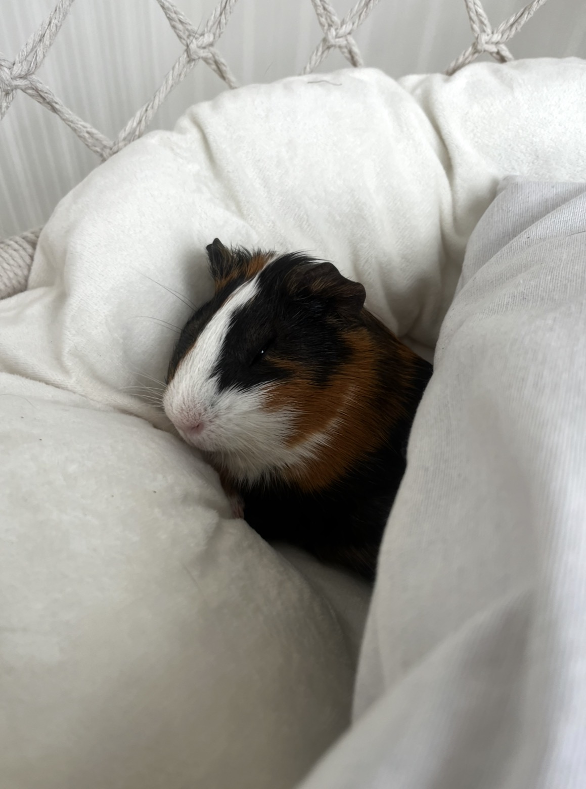 Фото питомца: морская свинка Дуся наслаждается минутами полного релакса