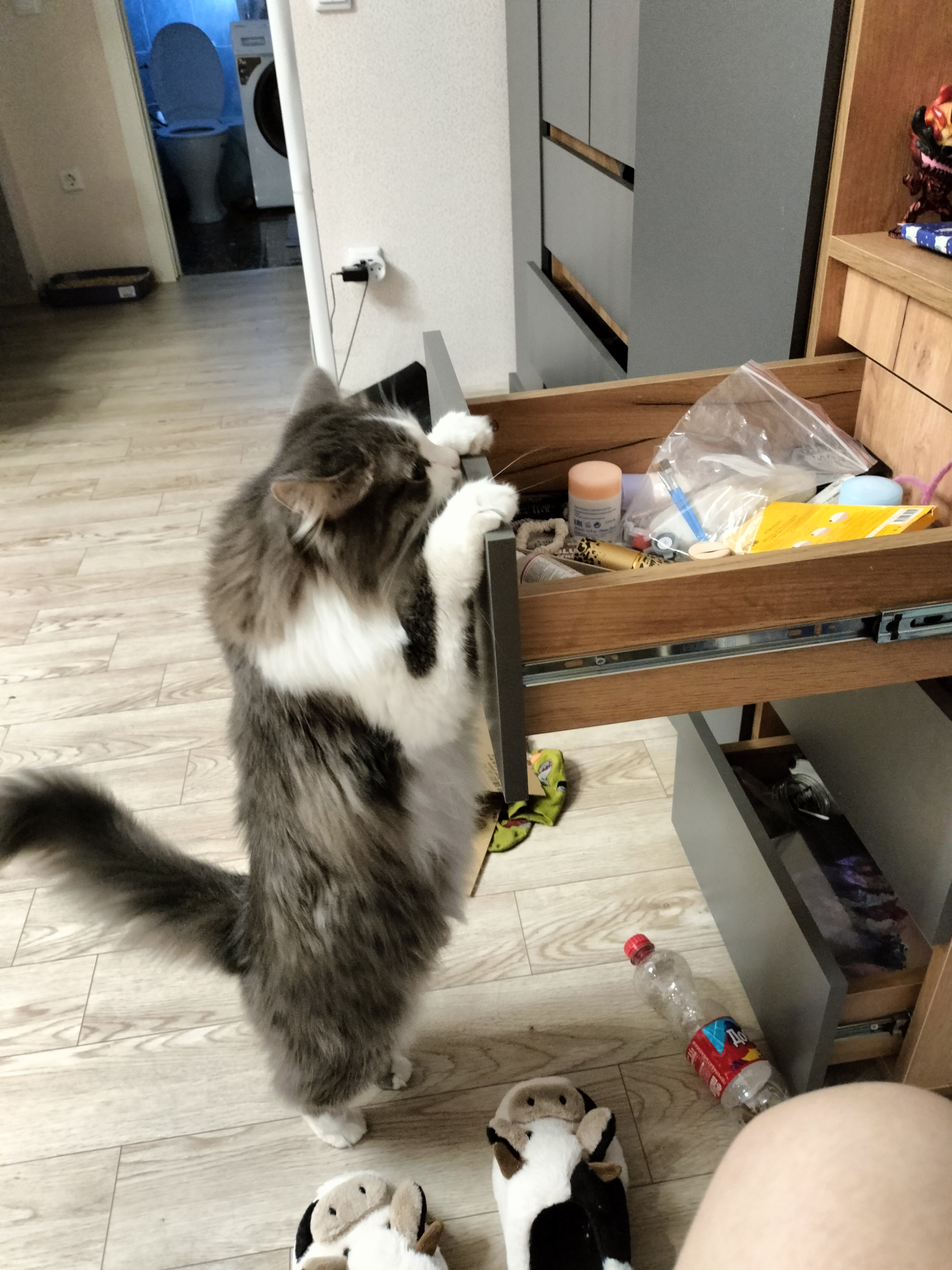 Фото питомца: кот Тазик в разных позах