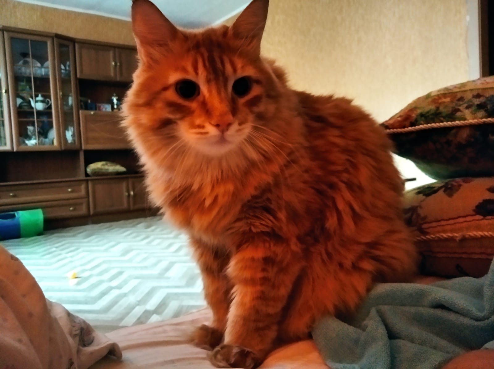 Фото питомца: кошка Маечка отдыхает