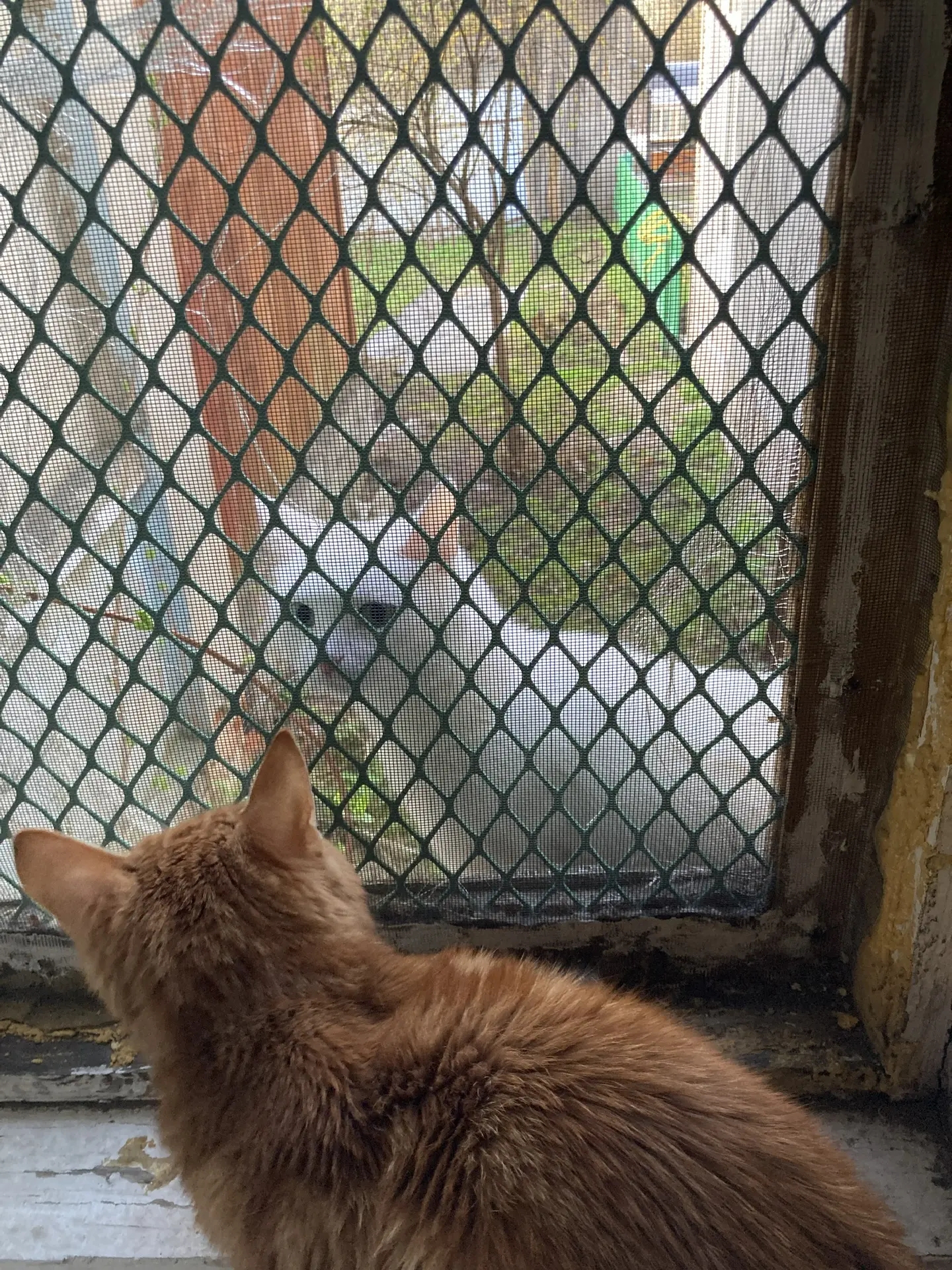 Фото питомца: кот Жорик мечтает о свободе