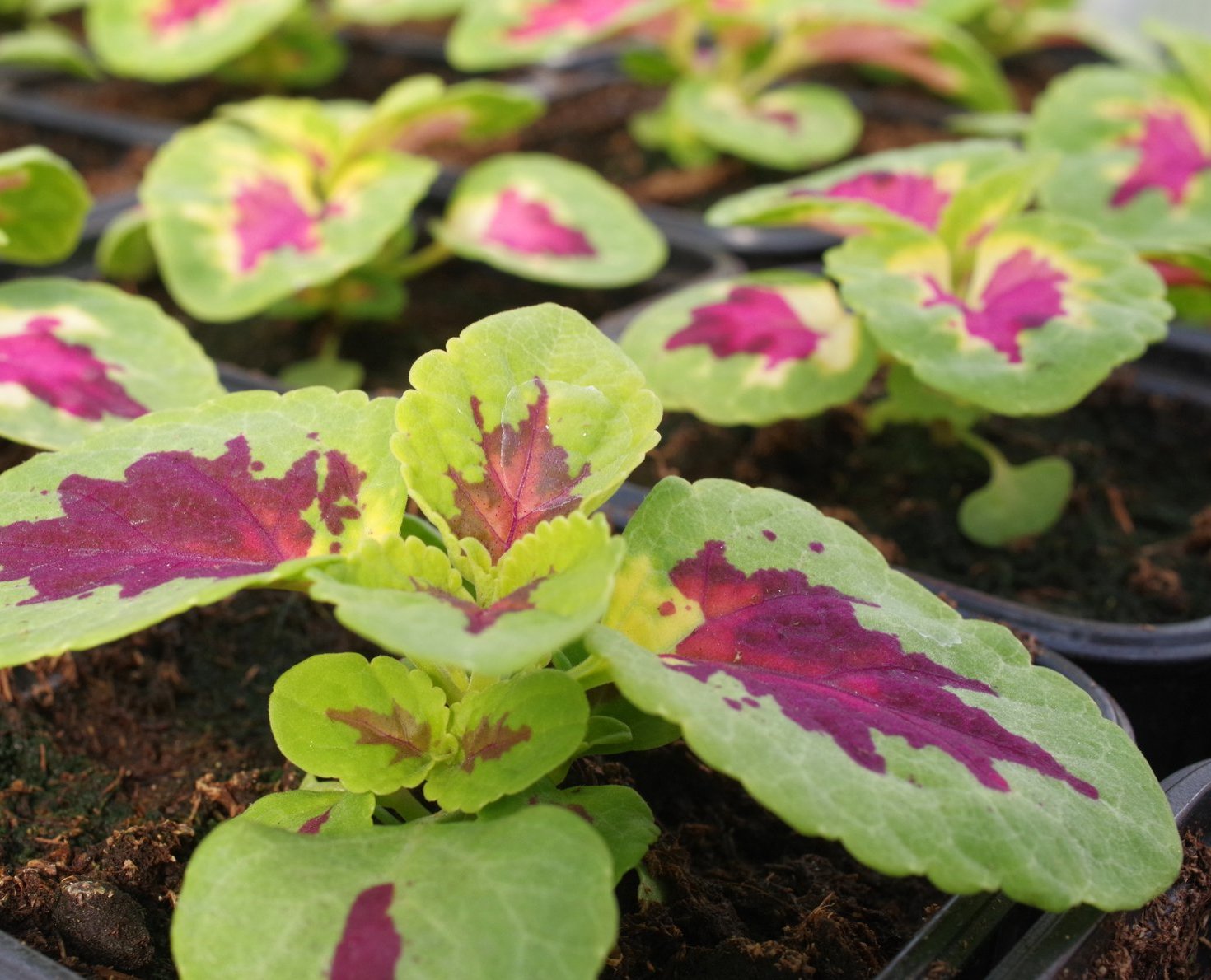 Как я за 3 недели сделала на подоконнике красивую клумбу из колеусов