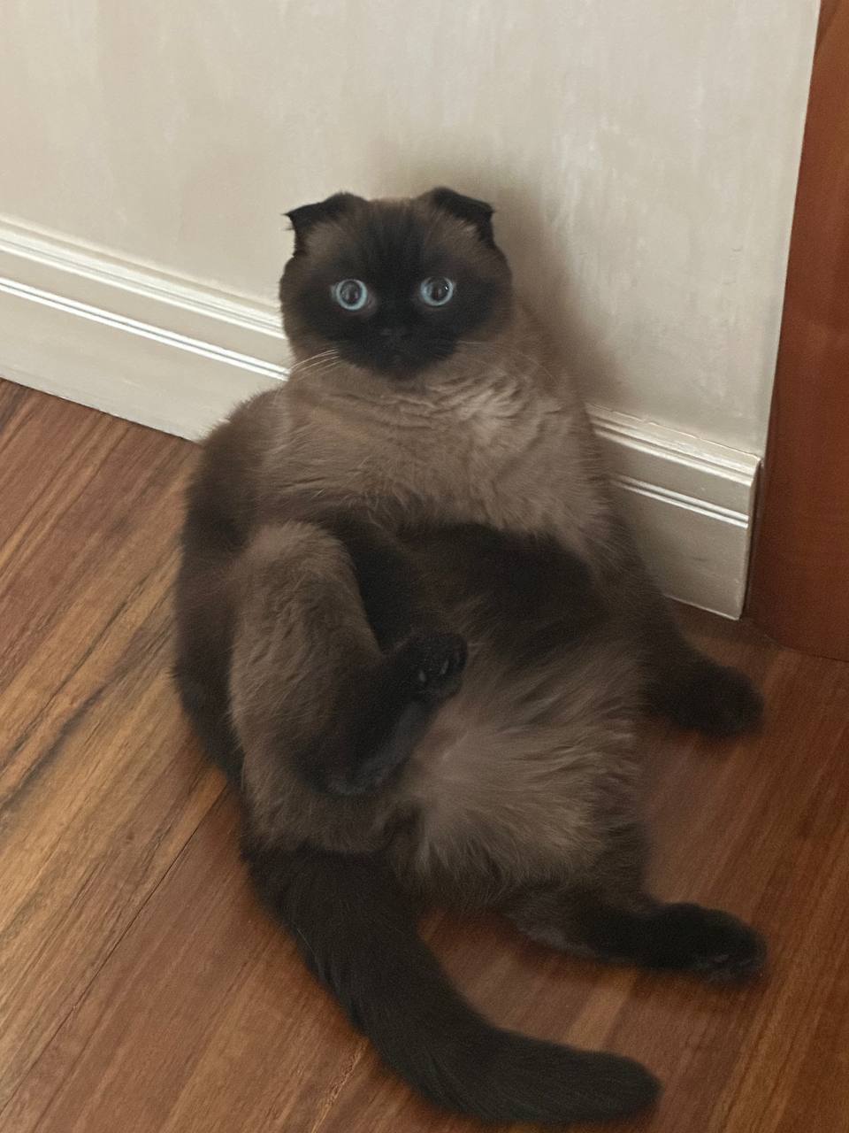 Как перевозить животное: поездом или самолетом?