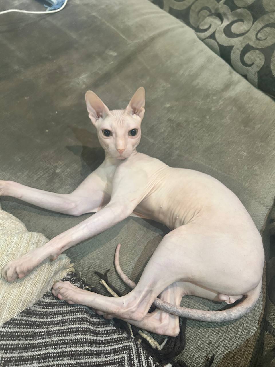 Фото питомца: сфинкс Прохуарий в стиле Модильяни