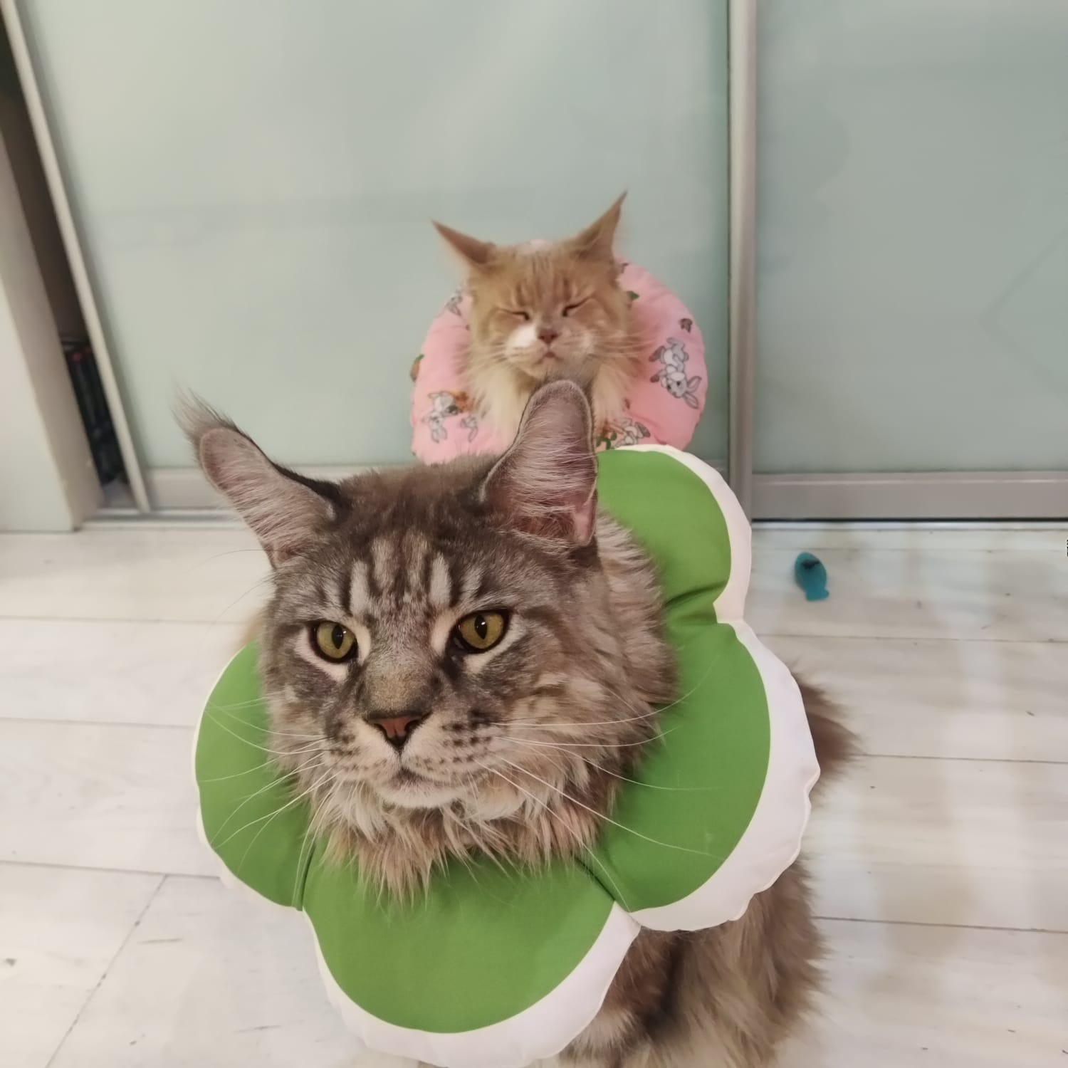 Фото питомцев: кошке Марте не нравится воротник