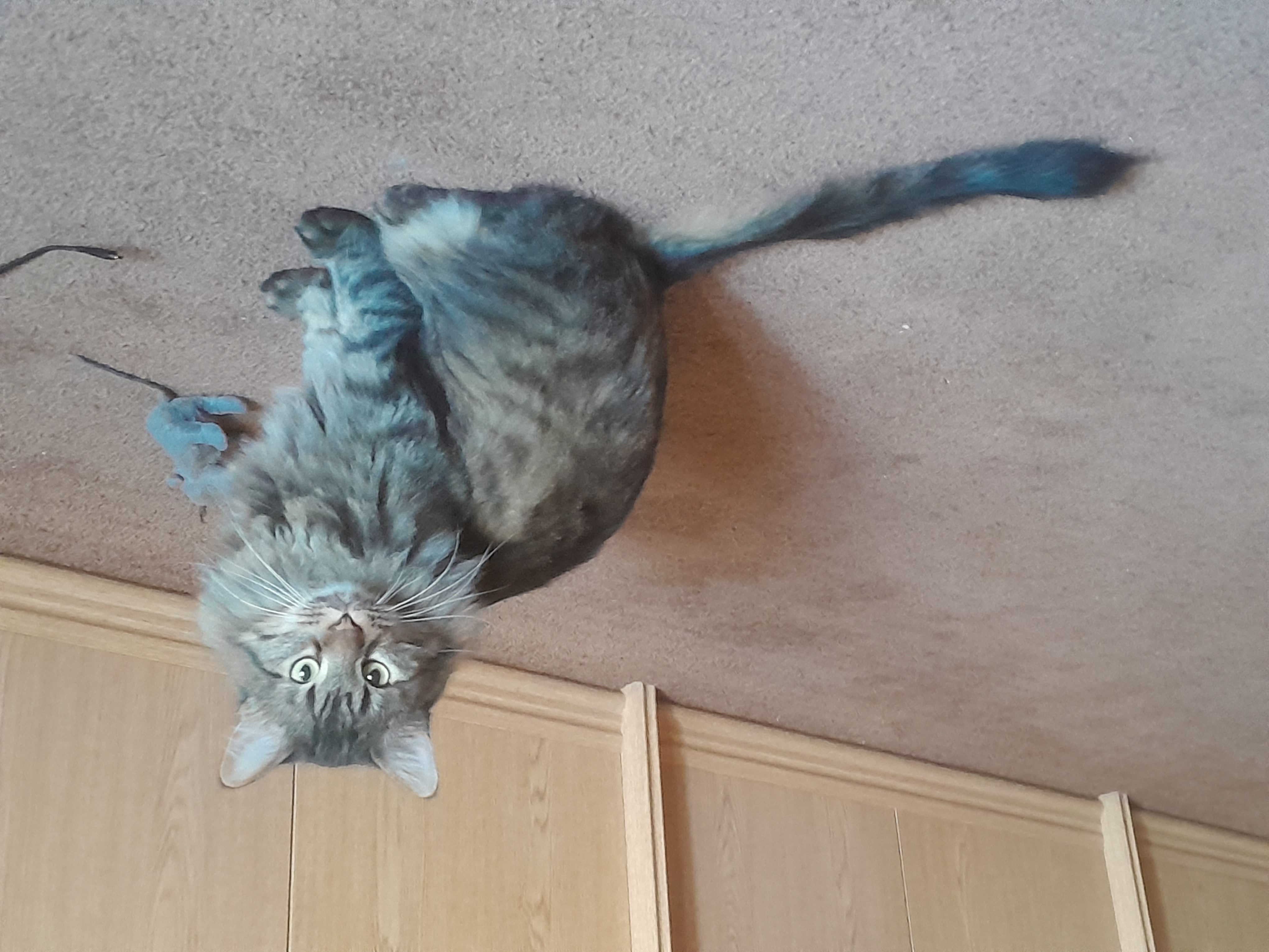 Фото питомца: кот Мао наслаждается жизнью