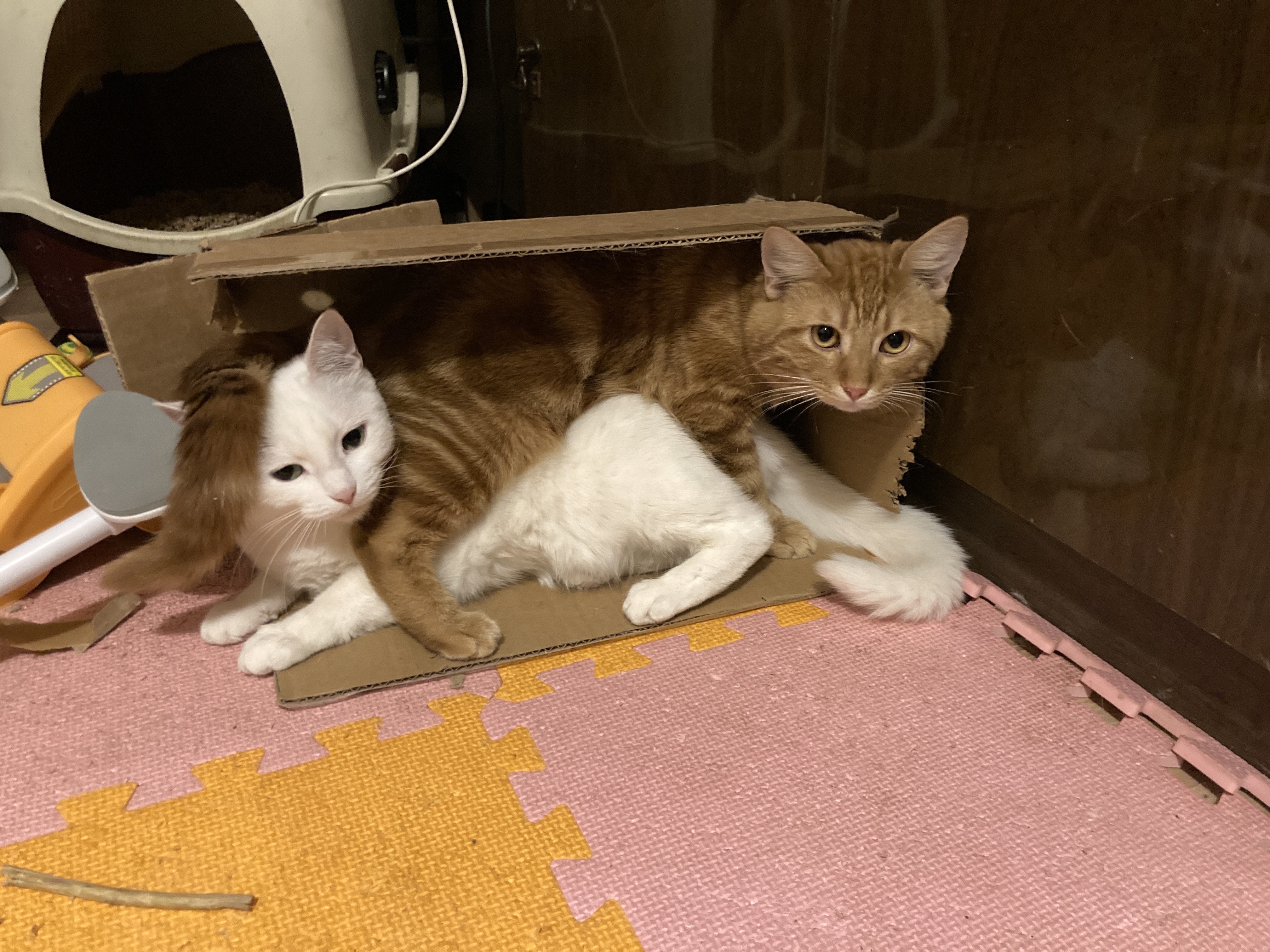 Фото питомцев: кошка Белка и кот Жорик в поисках идеальной позиции