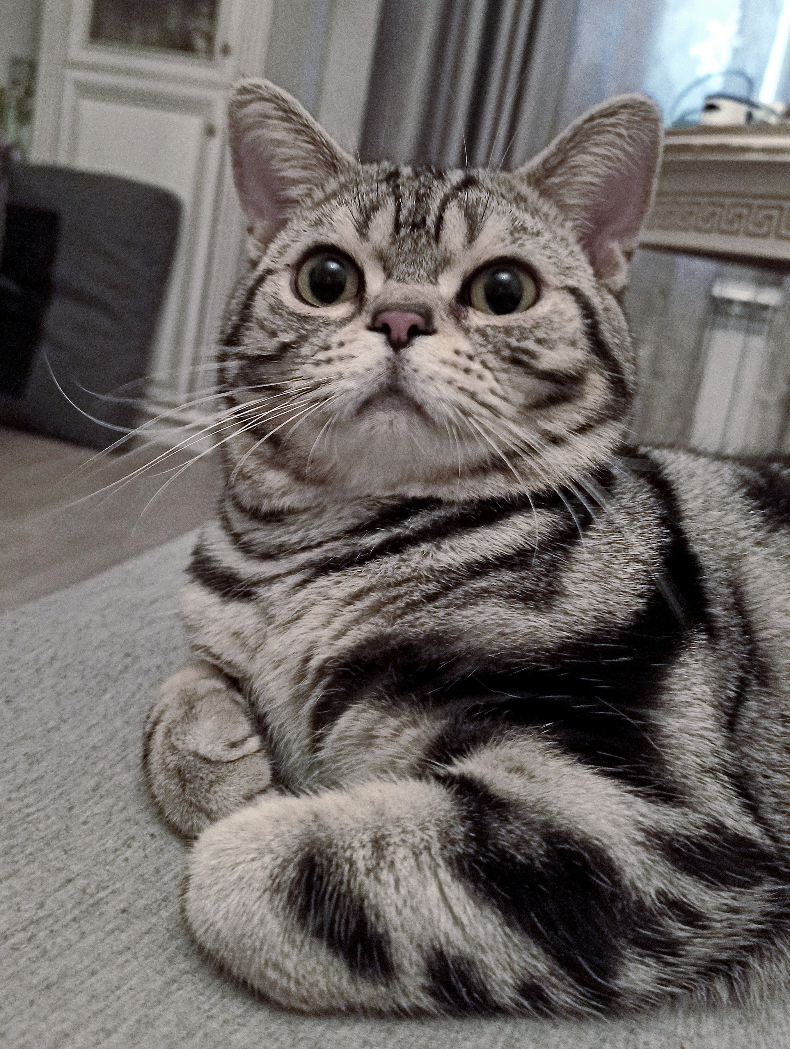 Фото питомцев: американские короткошерстные коты