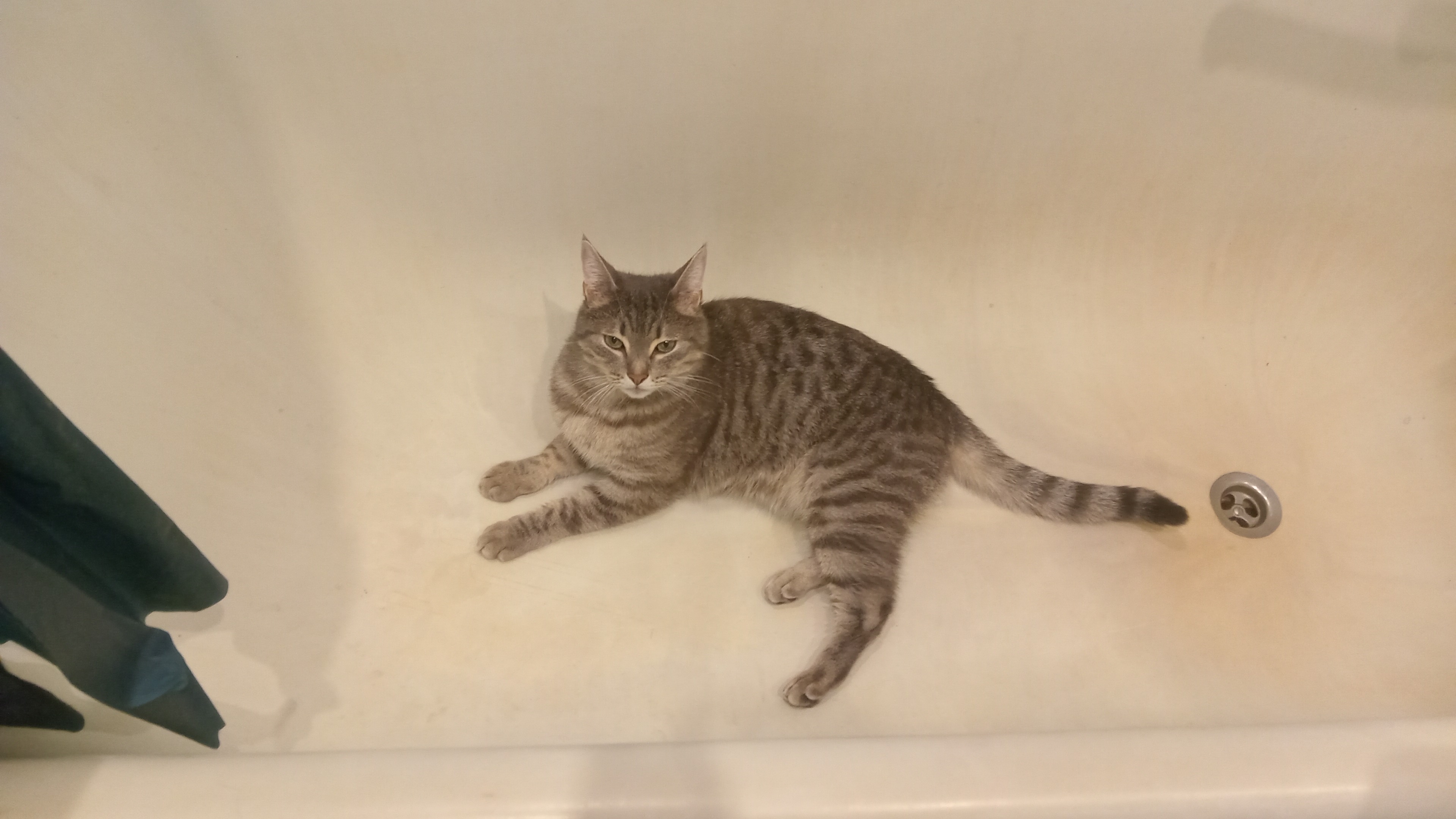 Фото питомца: кот Ирис хочет мыться