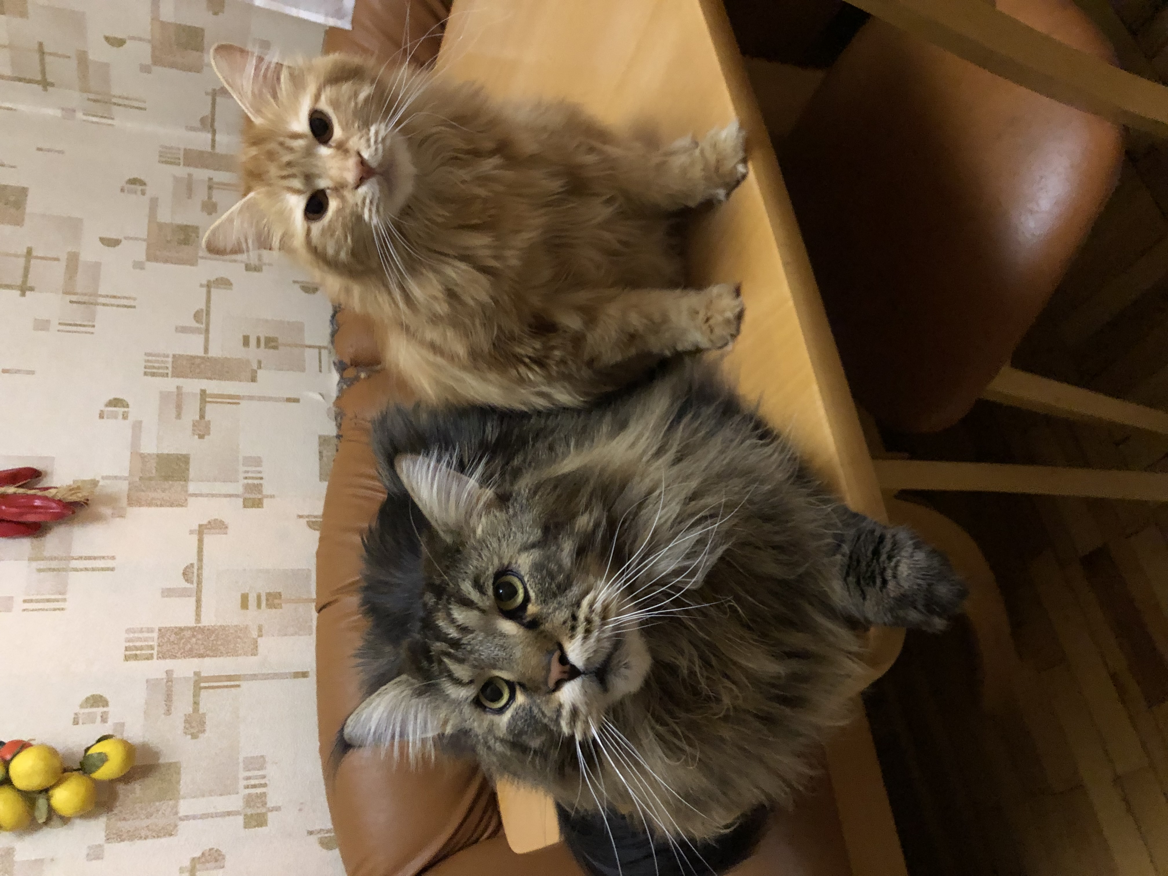 Фото питомцев: мейн-кун Артемий и курильский бобтейл Тимофей в ожидании еды