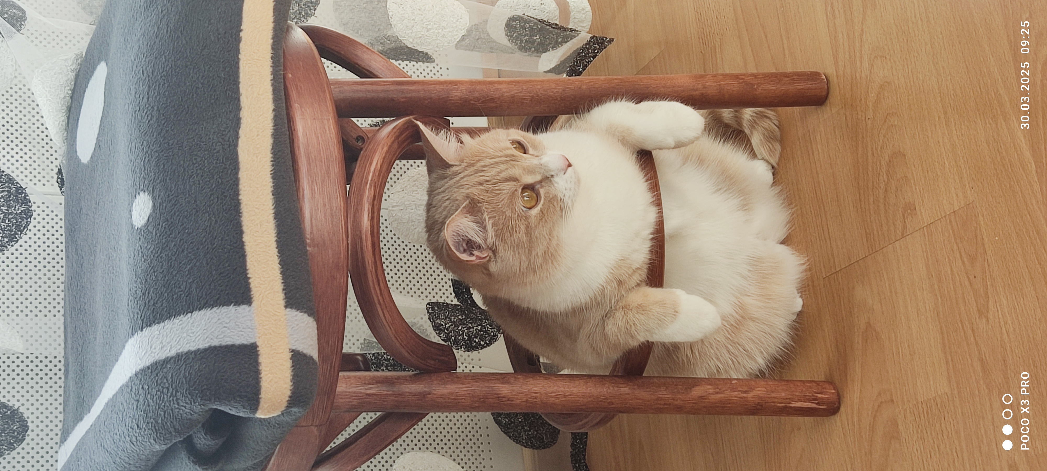 Фото питомца: кот отдыхает под табуреткой