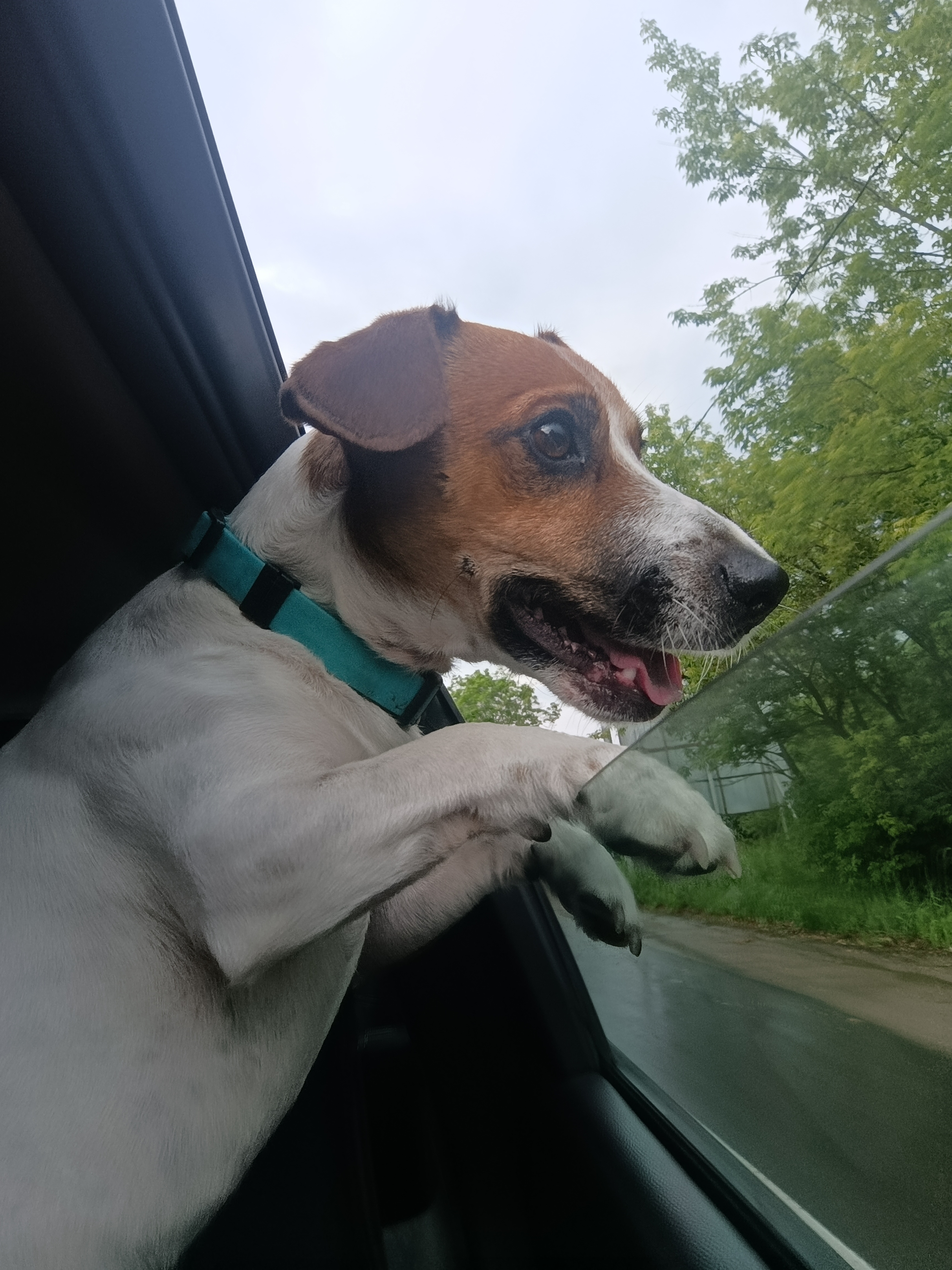 Фото питомца: пес Бус — любитель природы и отдыха