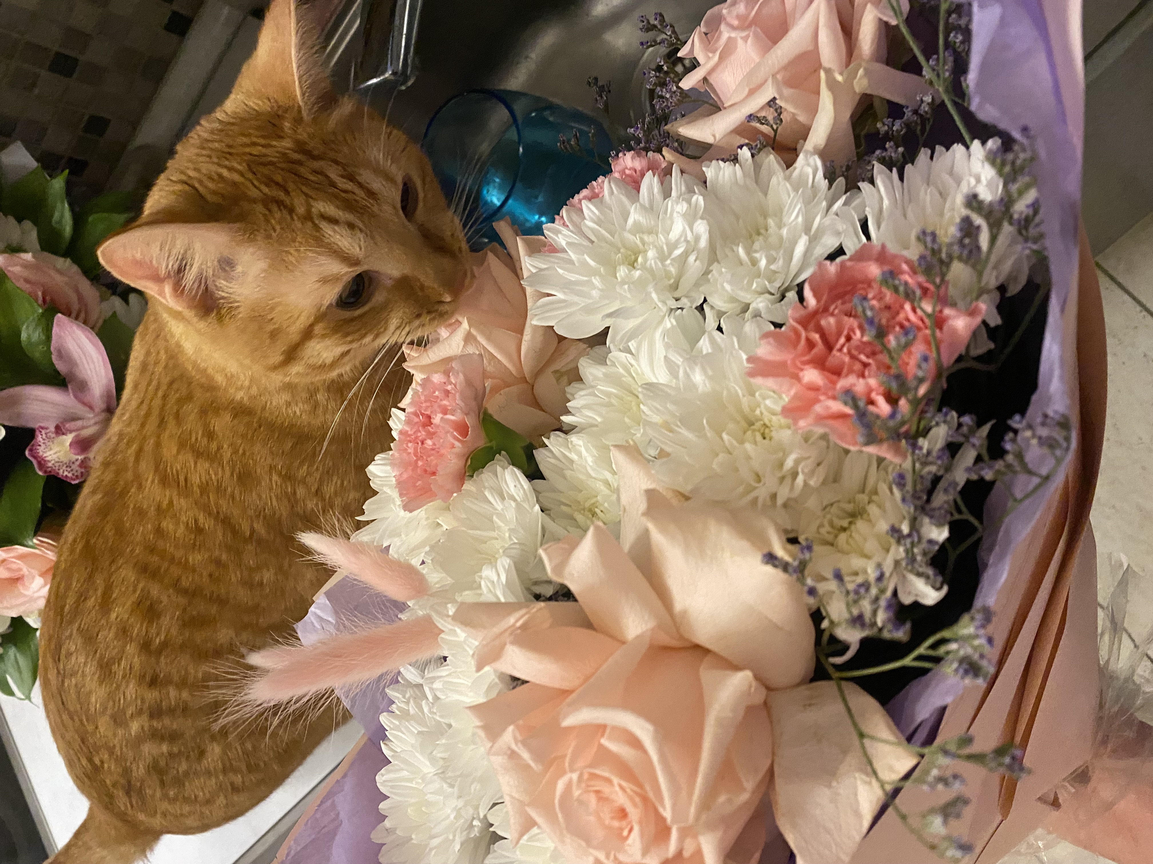 Фото питомца: кот Амур и его страсть к букетам