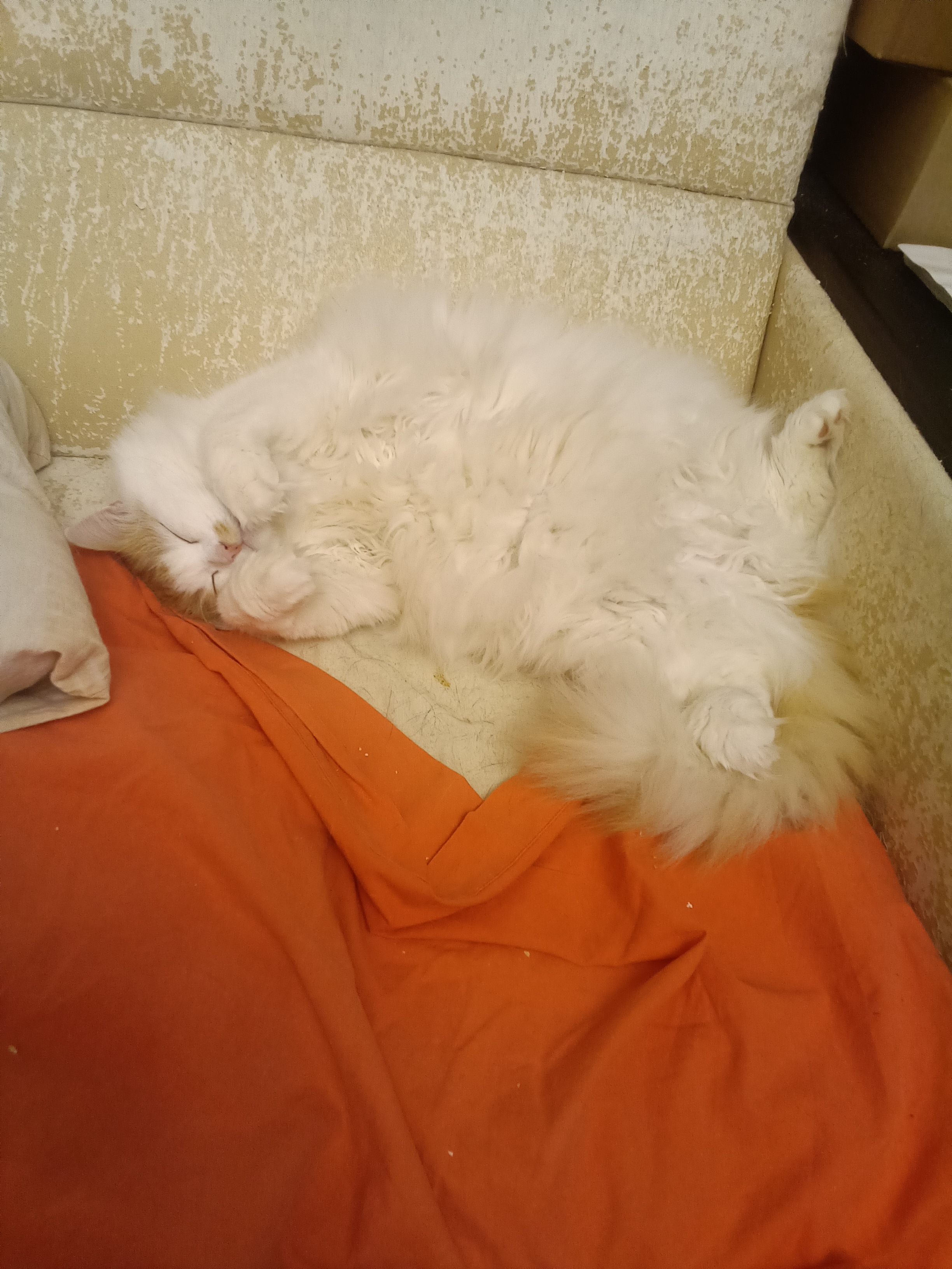 Фото питомца: кот Мусий отдыхает