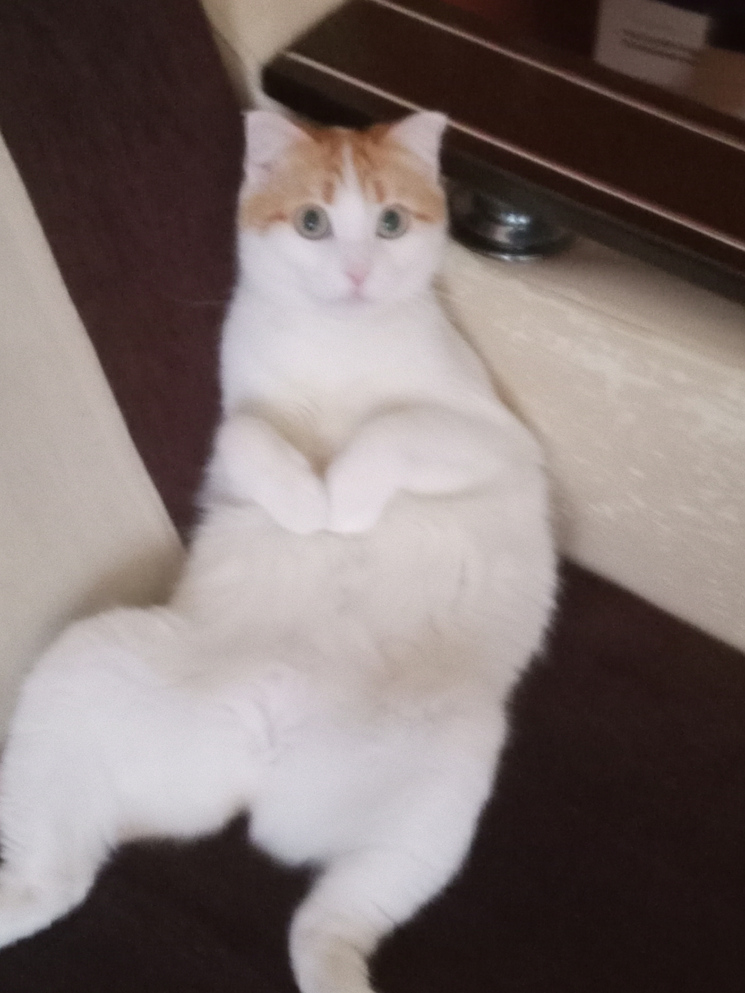 Фото питомца: кошечка Путя любит сидеть вот так